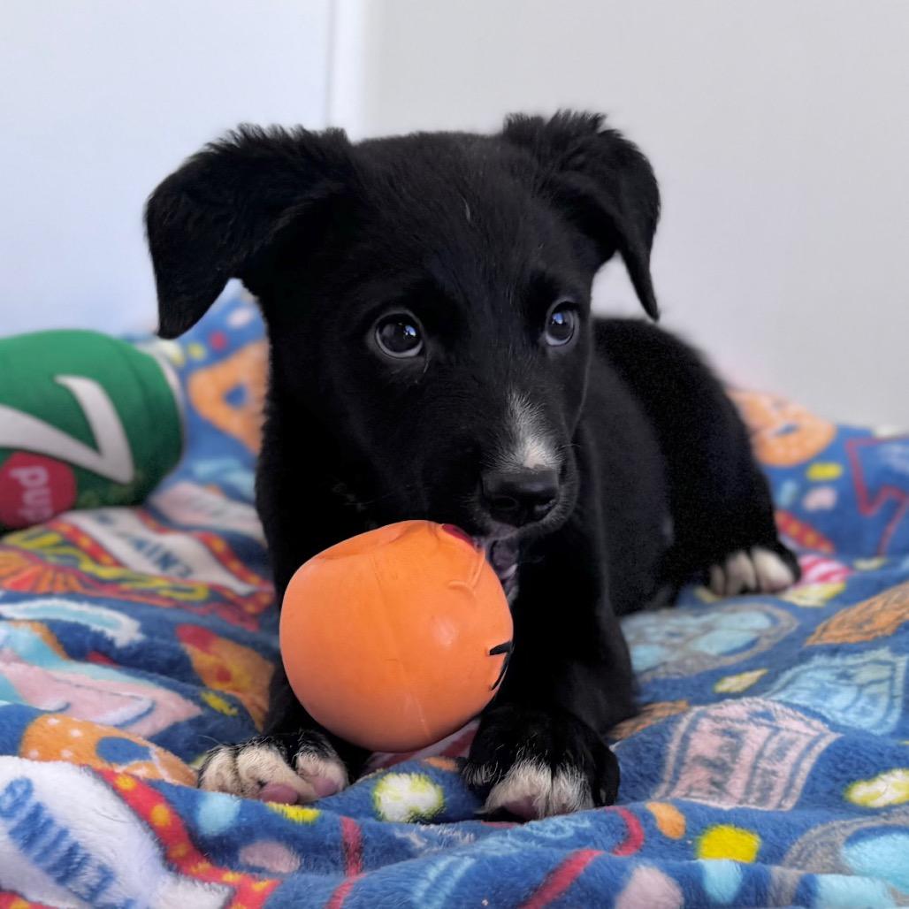 Kubota — thumbnail 5