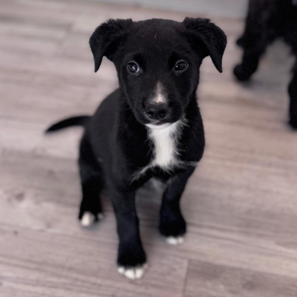 Kubota — thumbnail 6