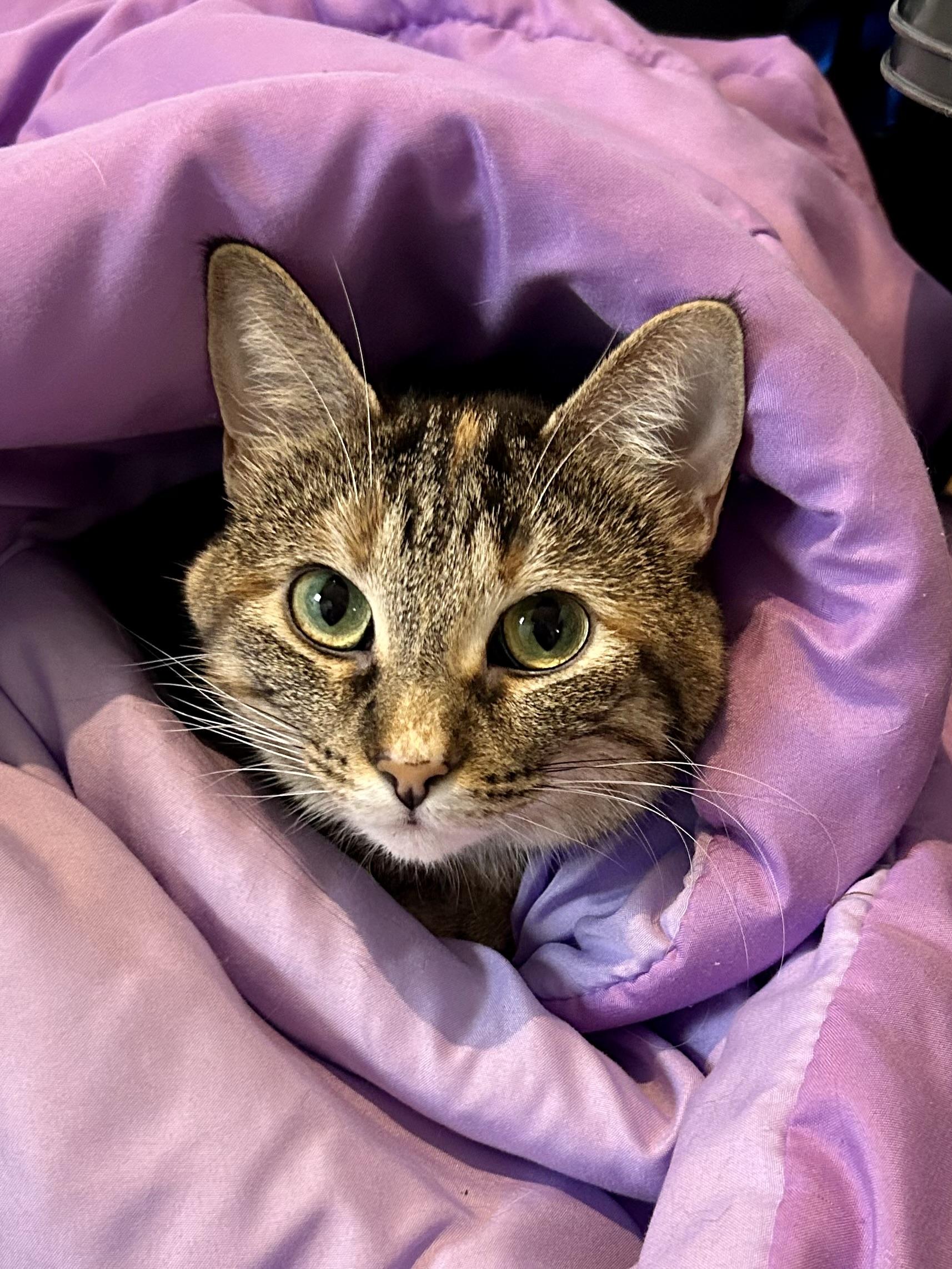 Enlarge Margarine, a Adoptable Domestic Short Hair in Decatur, IL image 2/6