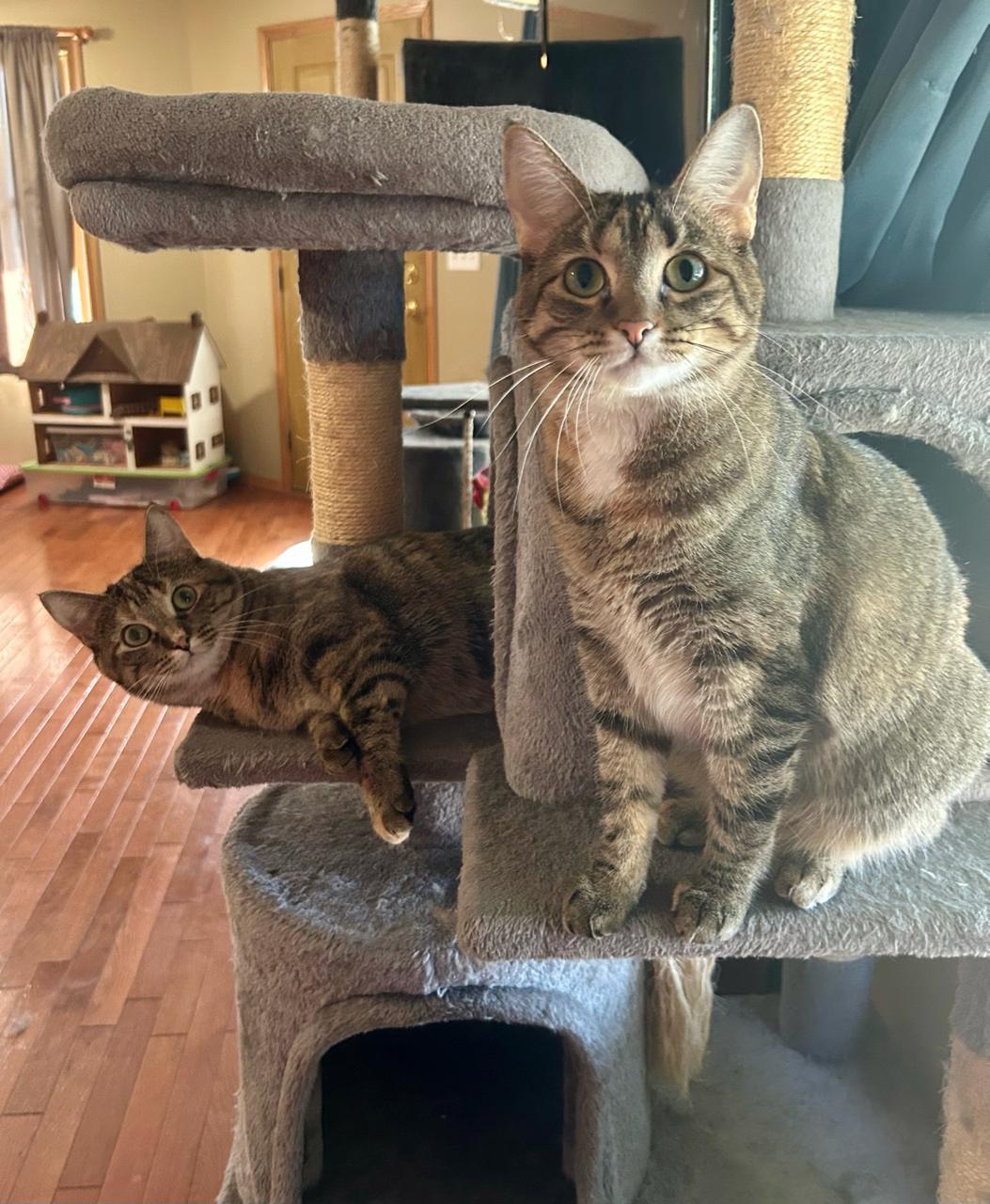 Enlarge Margarine, a Adoptable Domestic Short Hair in Decatur, IL image 5/6