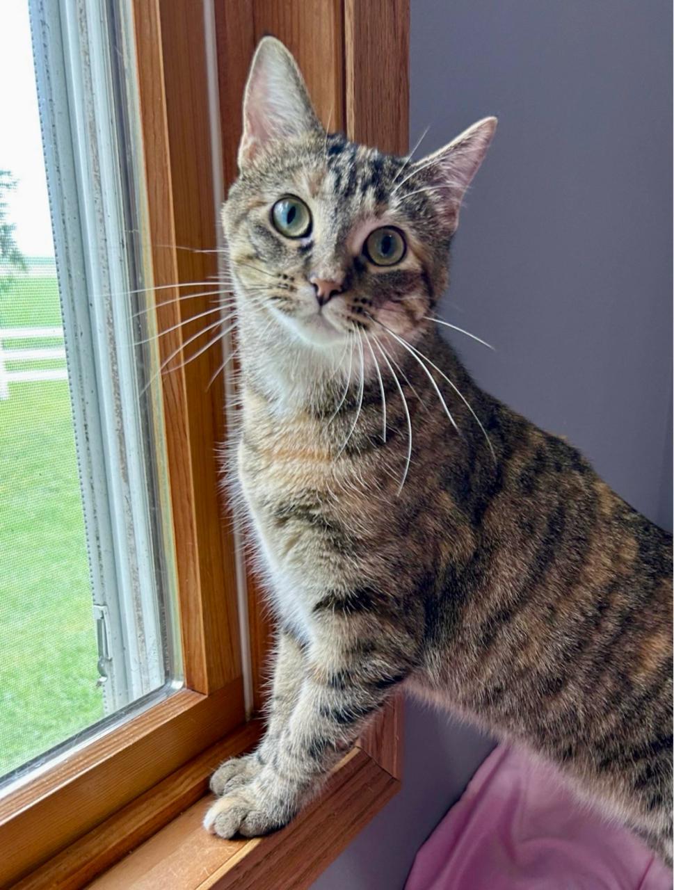 Enlarge Margarine, a Adoptable Domestic Short Hair in Decatur, IL image 6/6