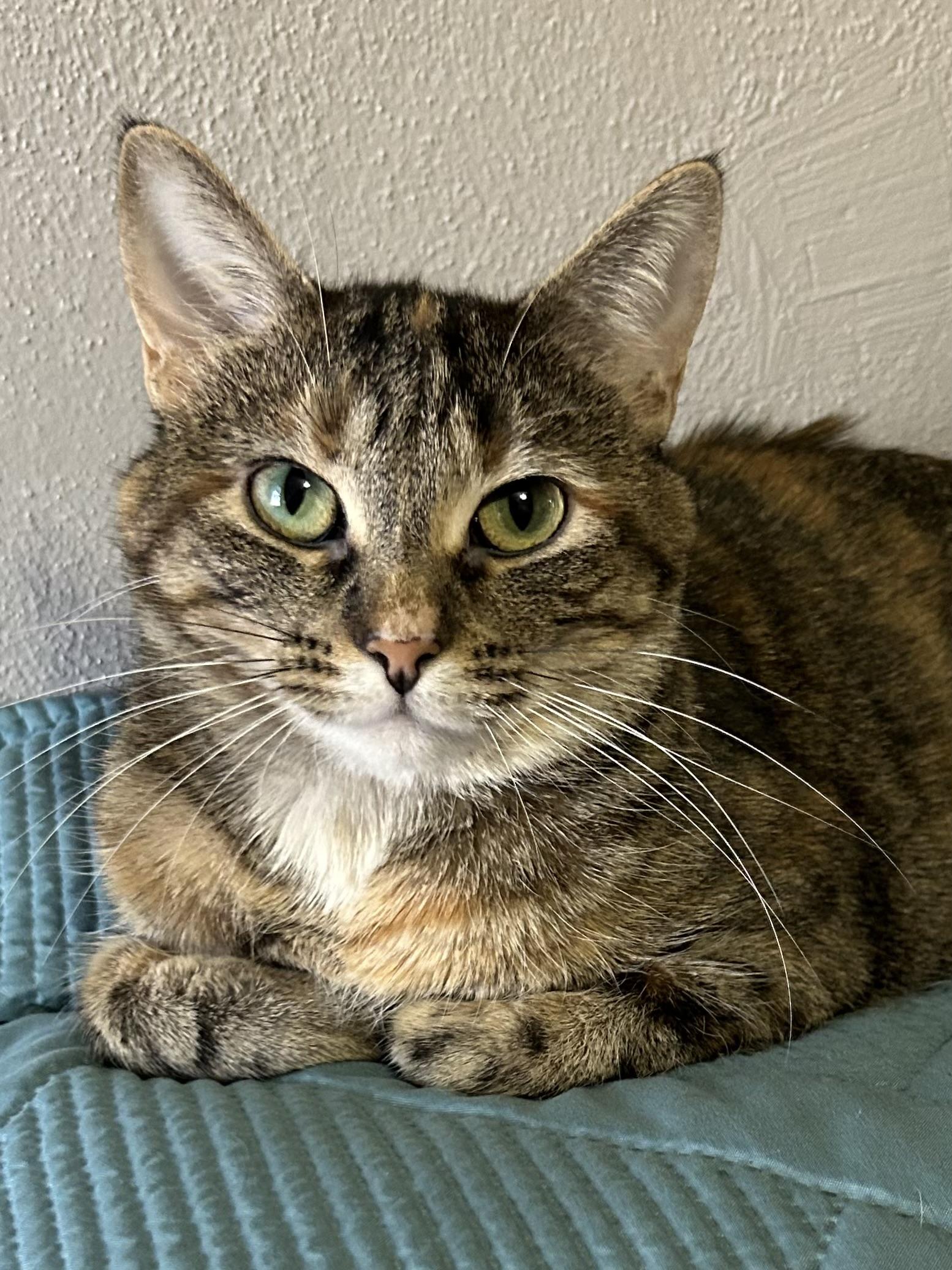 Enlarge Margarine, a Adoptable Domestic Short Hair in Decatur, IL image 1/6