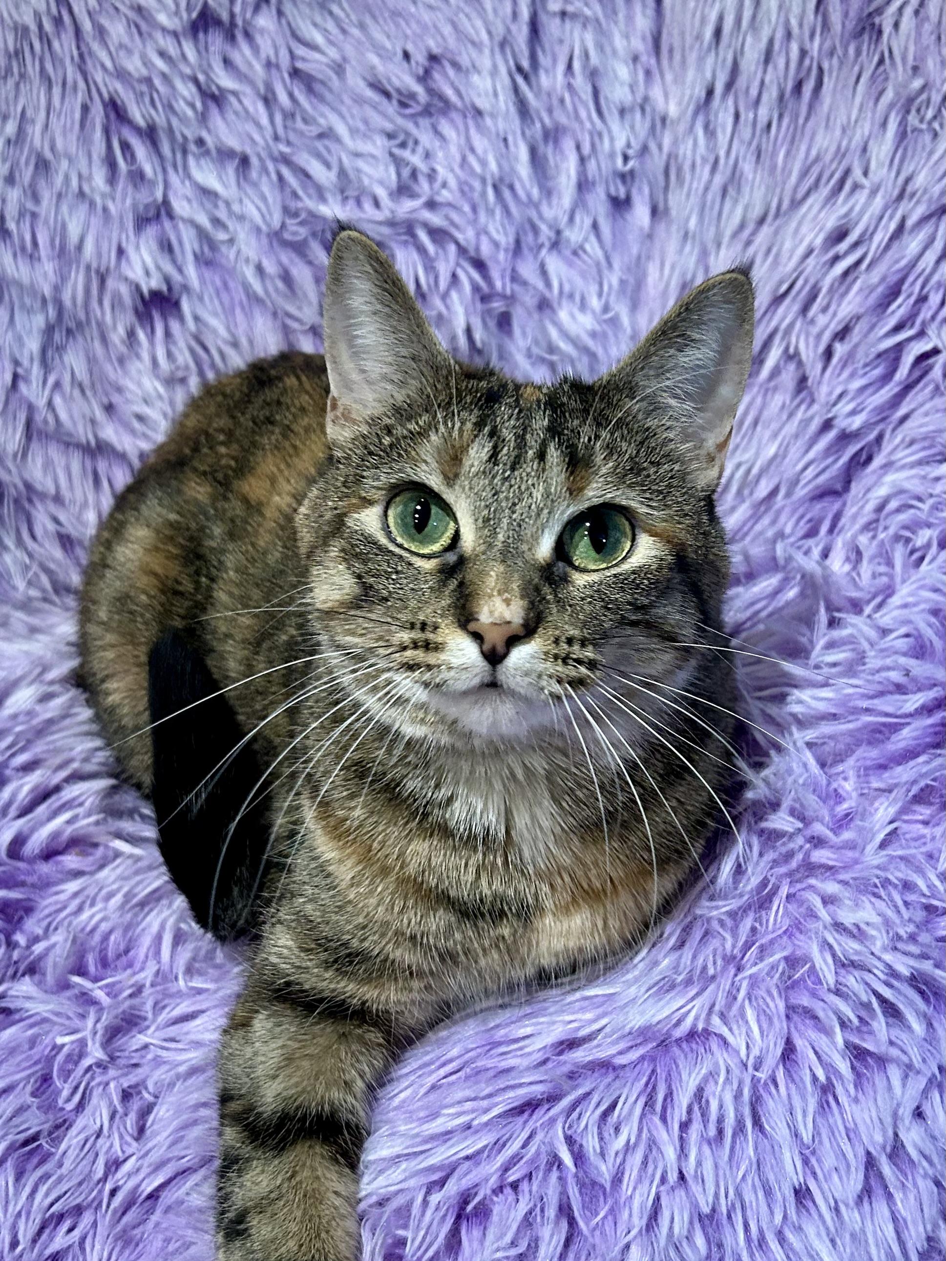 Enlarge Margarine, a Adoptable Domestic Short Hair in Decatur, IL image 3/6