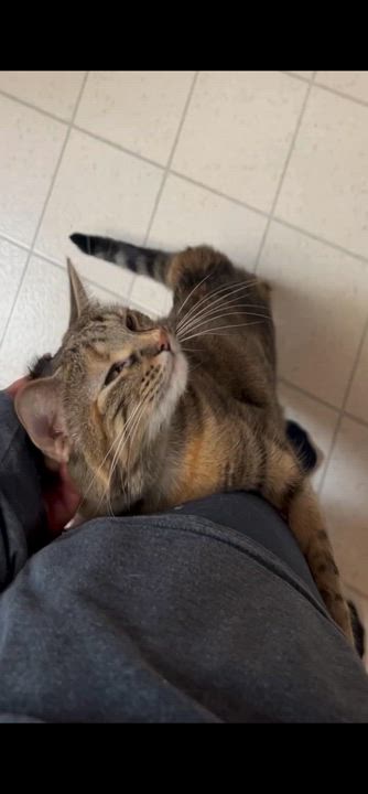 Enlarge Margarine, a Adoptable Domestic Short Hair in Decatur, IL video 4/6