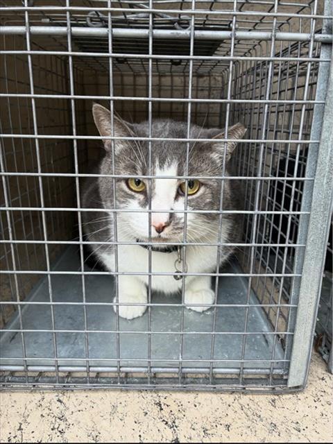 BILBO, Adoptable, Adult Male Domestic Short Hair.