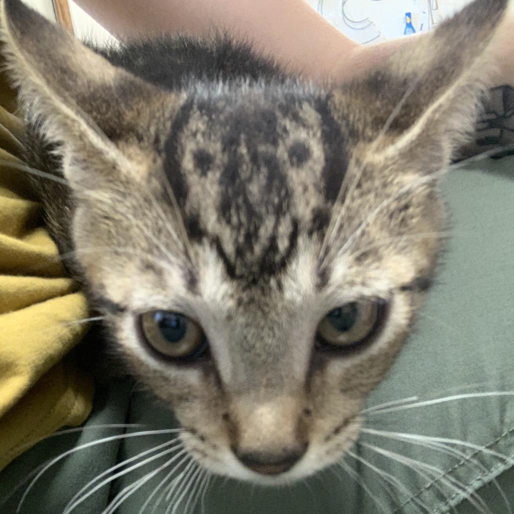 Enlarge Dooby, a Adoptable Domestic Short Hair in Hattiesburg, MS image 1/1