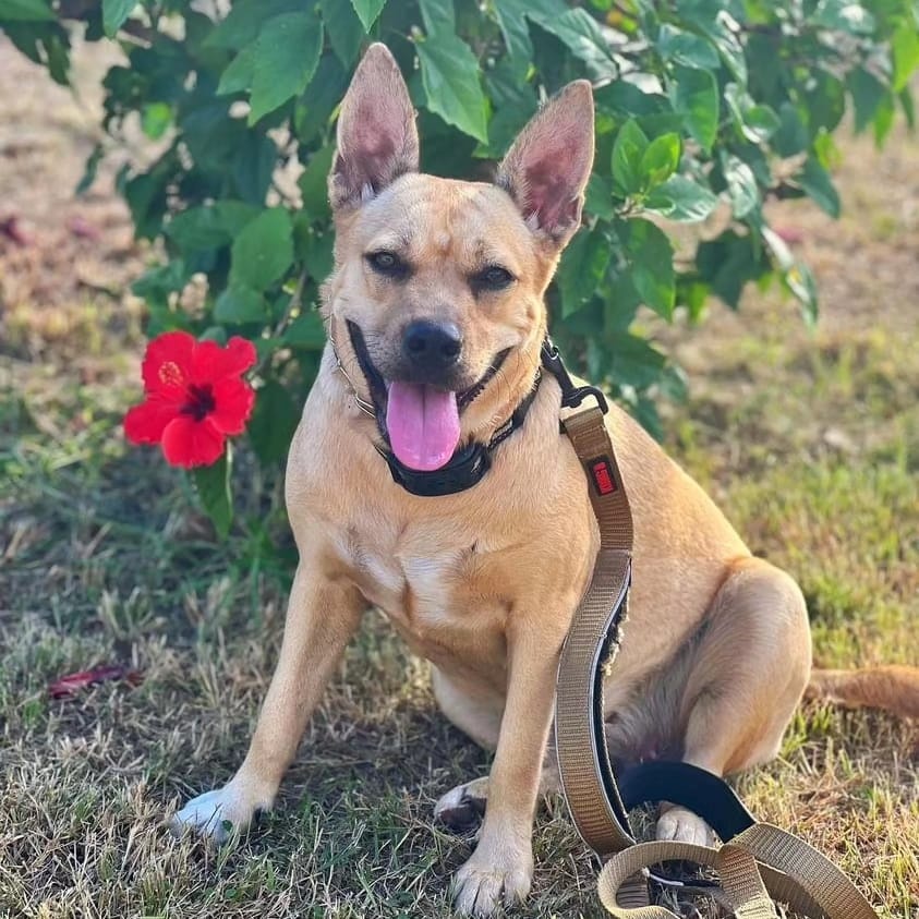 Enlarge YELLOW "Let's Love." (Currently in Puerto Rico), a Adoptable mixed breed in New York, NY image 6/6