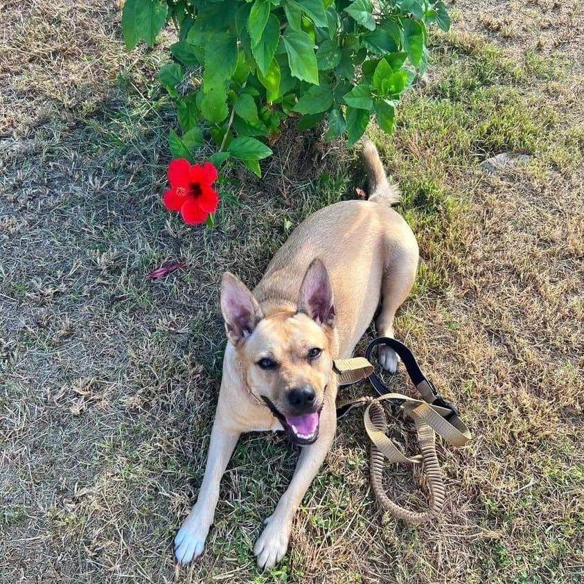 Enlarge YELLOW "Let's Love." (Currently in Puerto Rico), a Adoptable mixed breed in New York, NY image 5/6