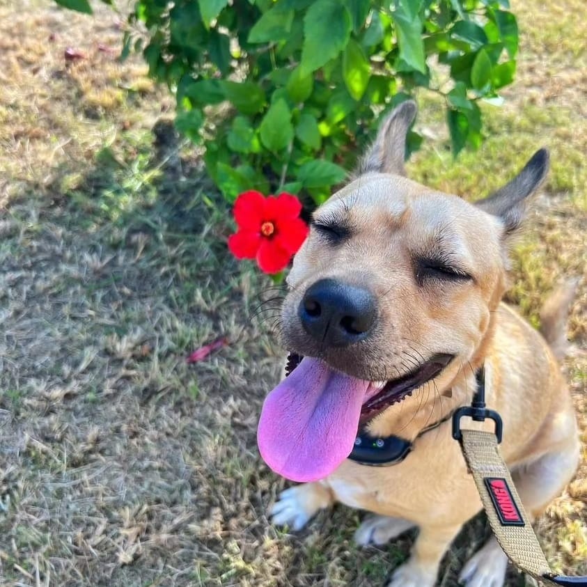 Enlarge YELLOW "Let's Love." (Currently in Puerto Rico), a Adoptable mixed breed in New York, NY image 3/6