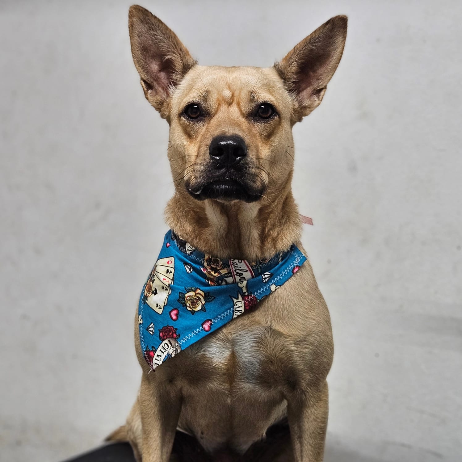 Enlarge YELLOW "Let's Love." (Currently in Puerto Rico), a Adoptable mixed breed in New York, NY image 1/6