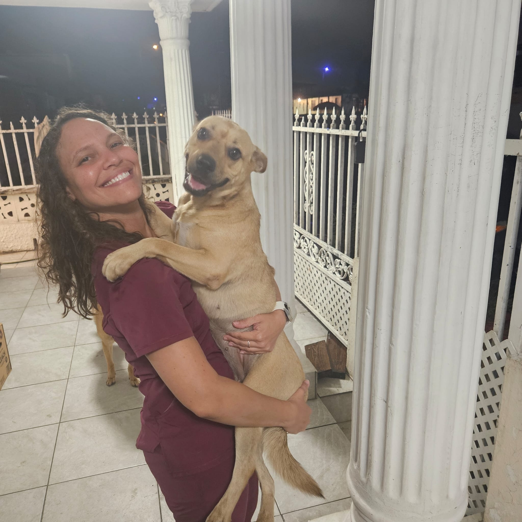 Enlarge YELLOW "Let's Love." (Currently in Puerto Rico), a Adoptable mixed breed in New York, NY image 4/6