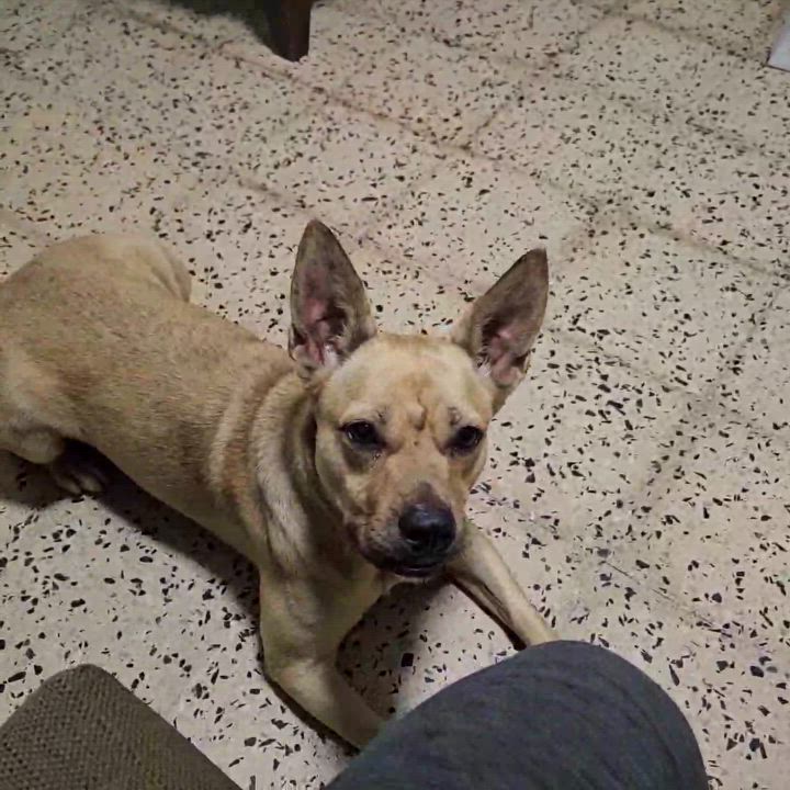 Enlarge YELLOW "Let's Love." (Currently in Puerto Rico), a Adoptable mixed breed in New York, NY video 2/6