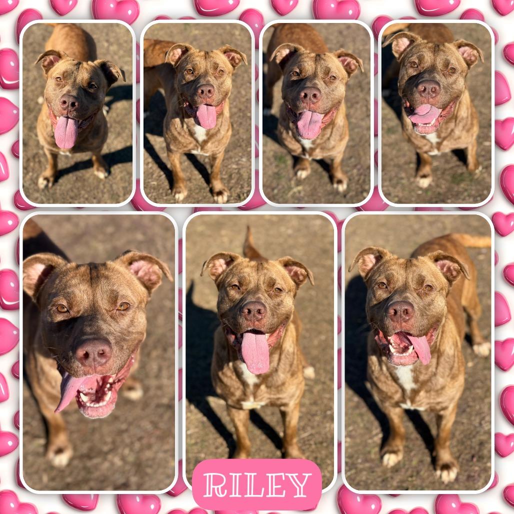 Riley, Adoptable, Adult Female Pit Bull Terrier & Mixed Breed.