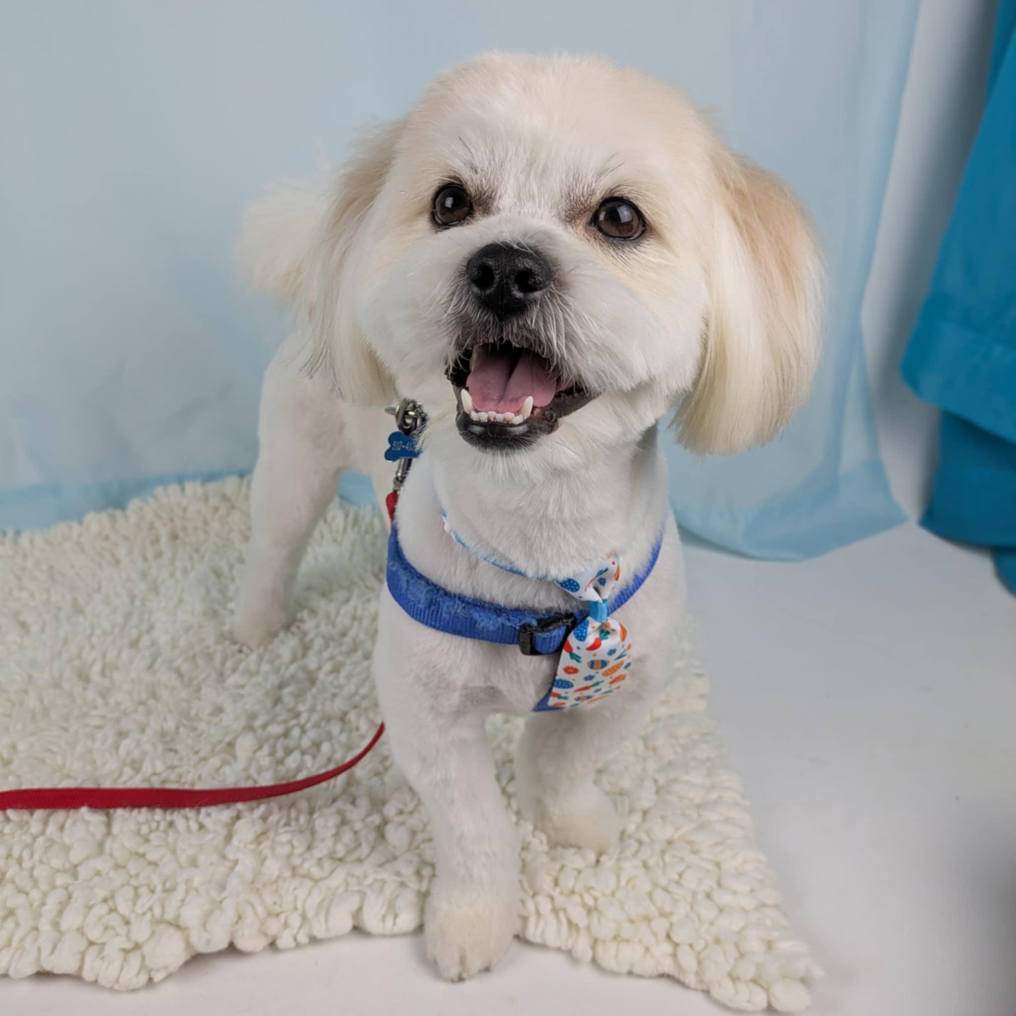 Enlarge Rocky, an adopted mixed breed in Round Rock, TX image 1/5