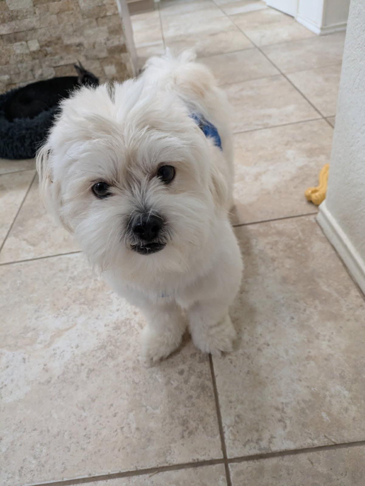 Enlarge Rocky, an adopted mixed breed in Round Rock, TX image 4/5