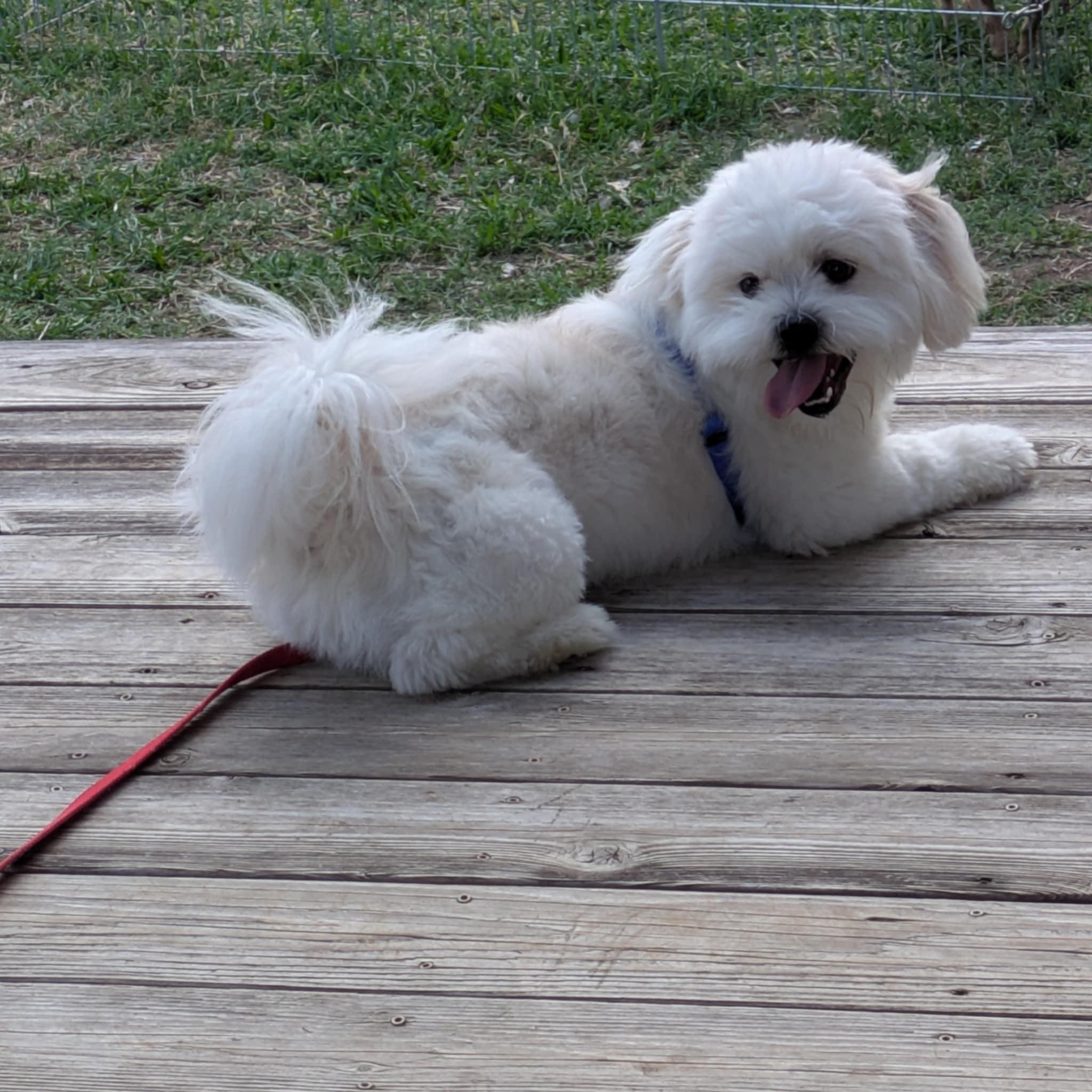 Enlarge Rocky, an adopted mixed breed in Round Rock, TX image 2/5