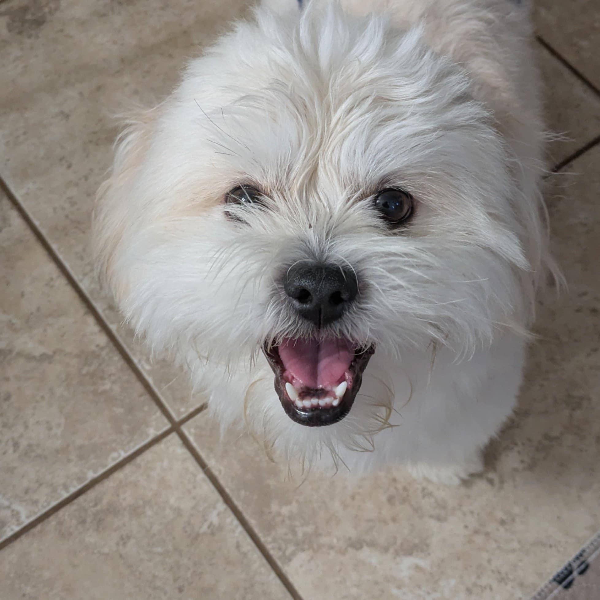 Enlarge Rocky, an adopted mixed breed in Round Rock, TX image 3/5