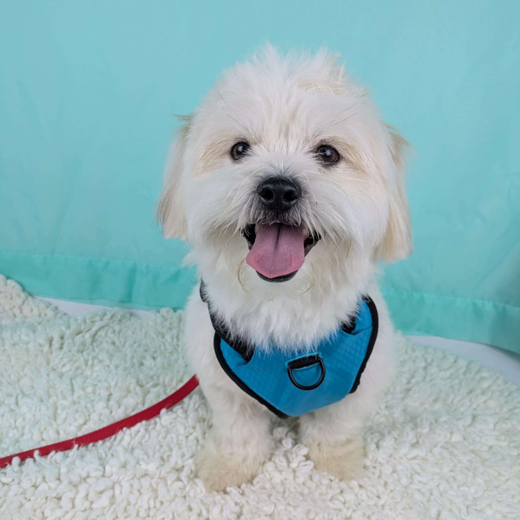 Enlarge Rocky, an adopted mixed breed in Round Rock, TX image 5/5