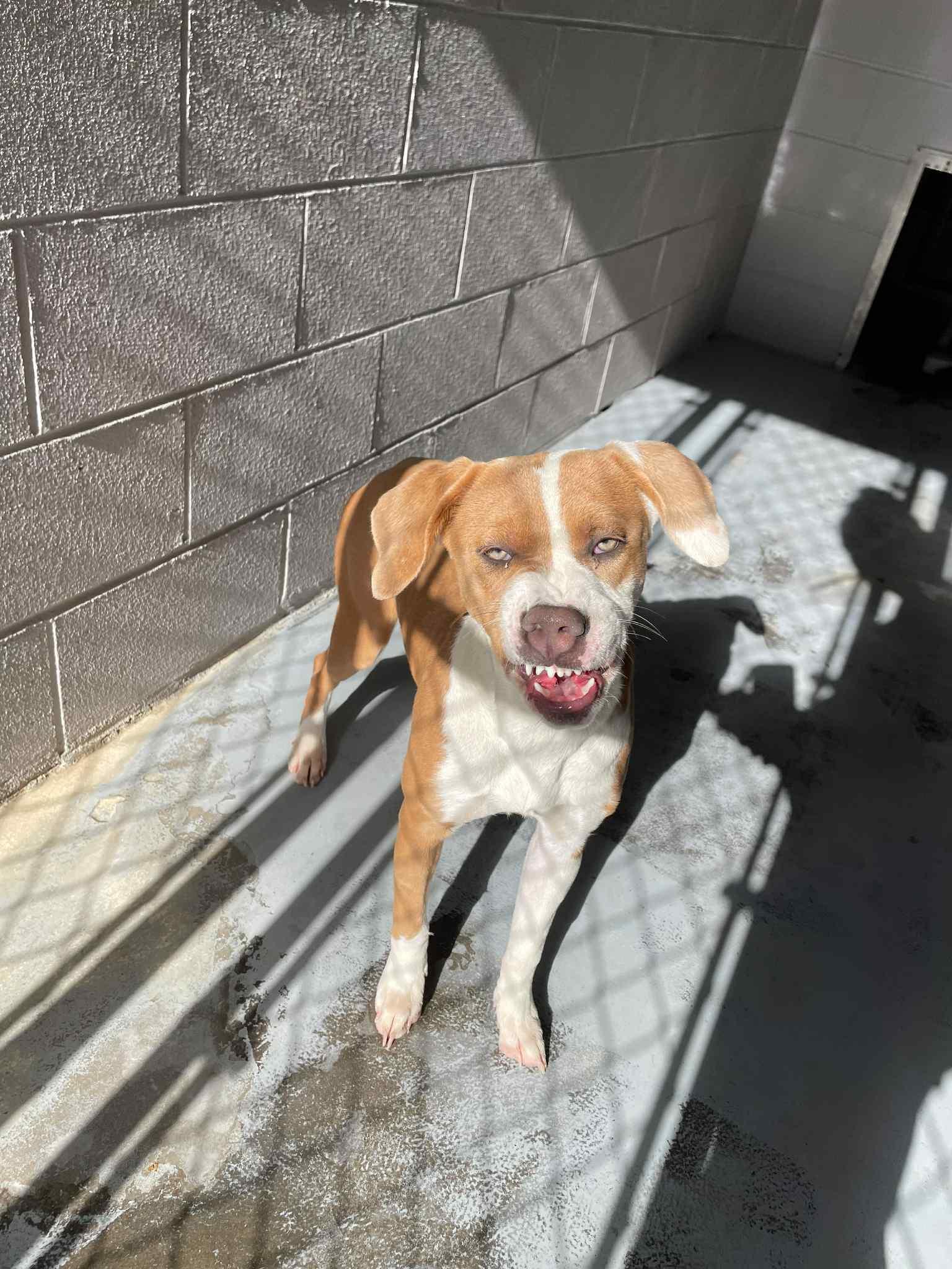 Enlarge Arielle, a Adoptable Mixed Breed in Bishopville, SC image 1/3