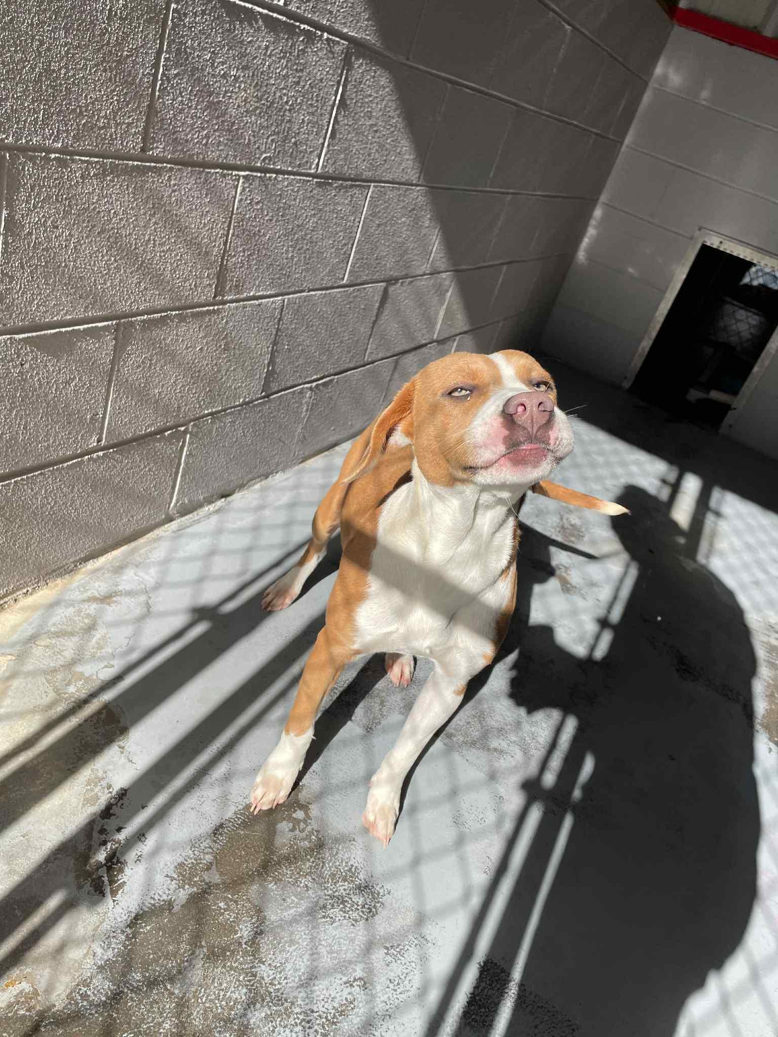 Enlarge Arielle, a Adoptable Mixed Breed in Bishopville, SC image 2/3