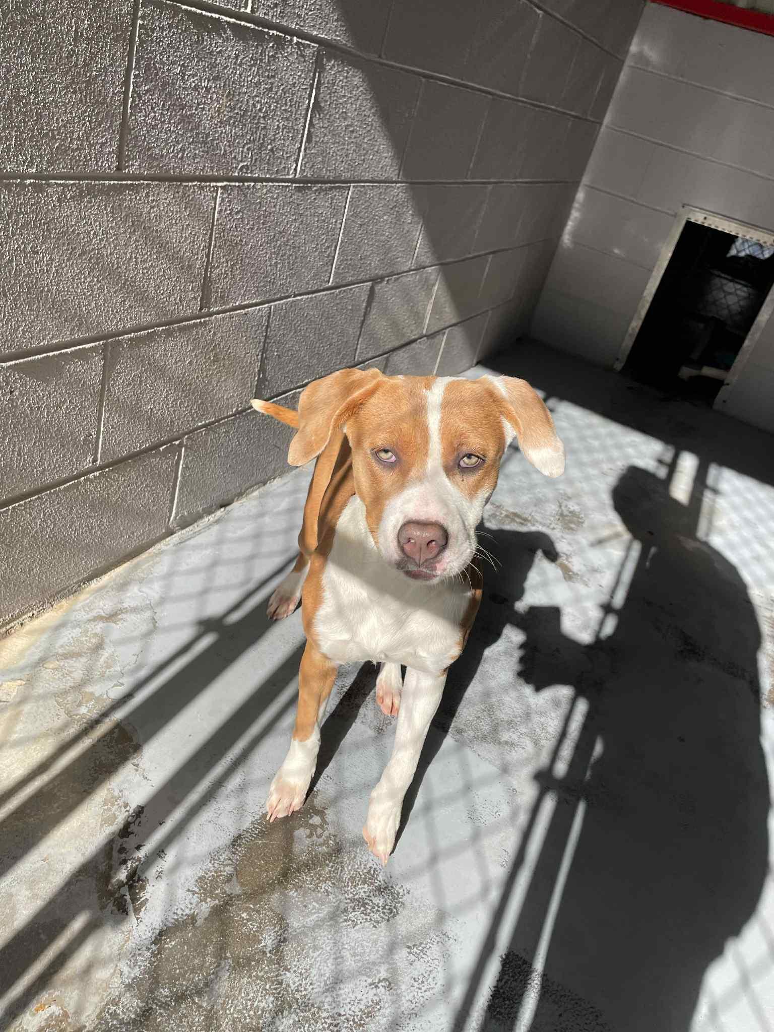 Enlarge Arielle, a Adoptable Mixed Breed in Bishopville, SC image 3/3