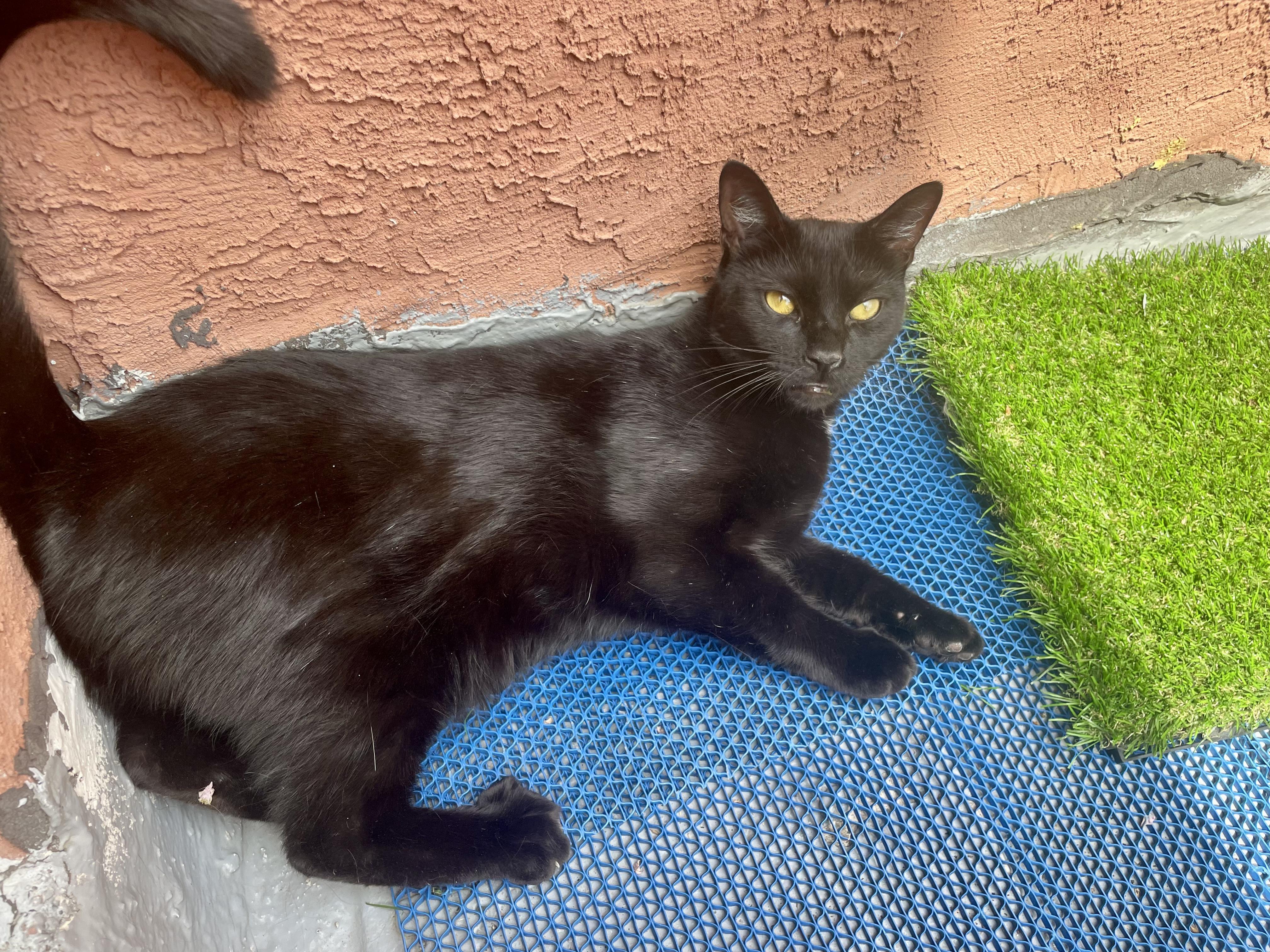 Enlarge Crow and Raven, a Adoptable Domestic Short Hair in Philadelphia, PA image 2/5