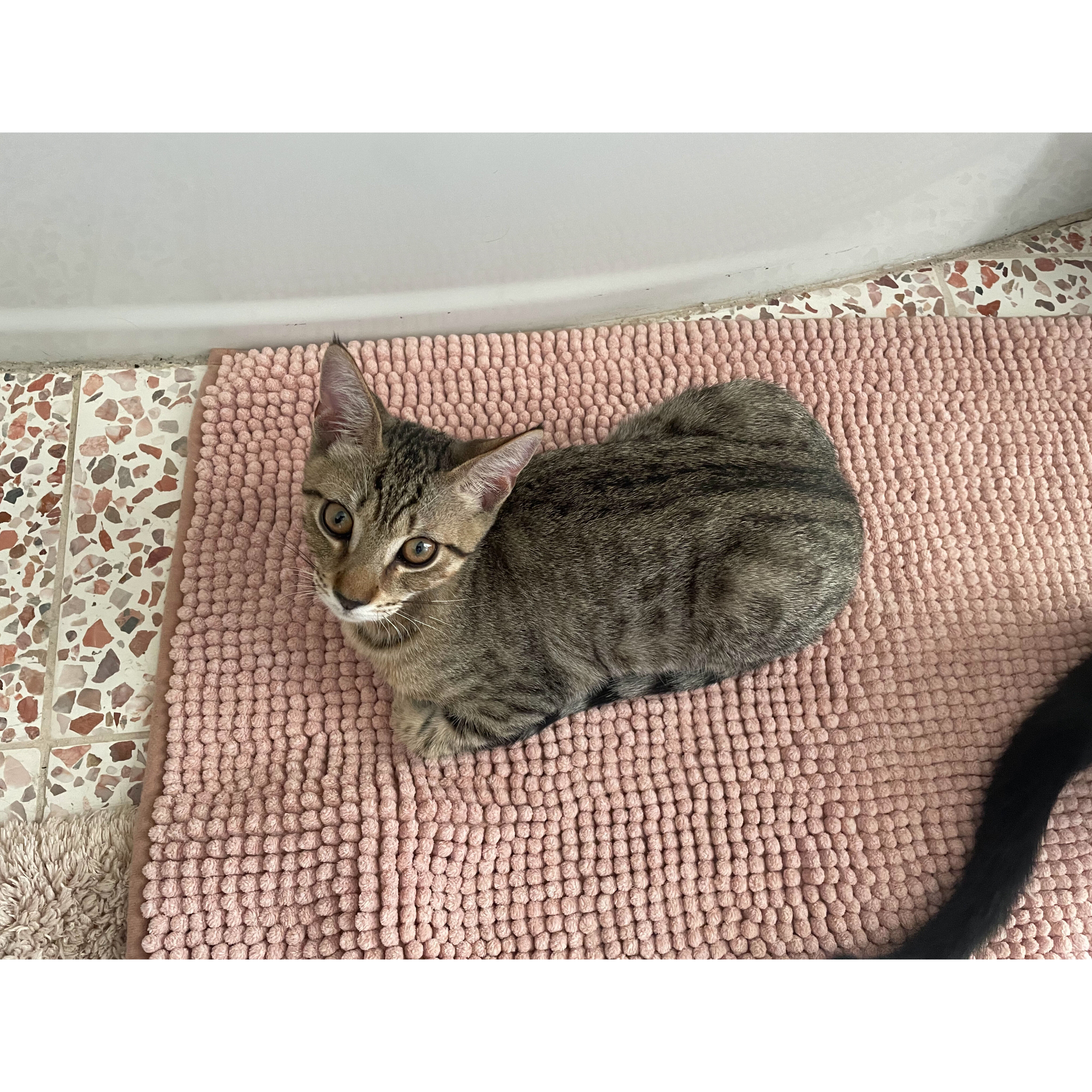 Enlarge Crow and Raven, a Adoptable Domestic Short Hair in Philadelphia, PA image 5/5