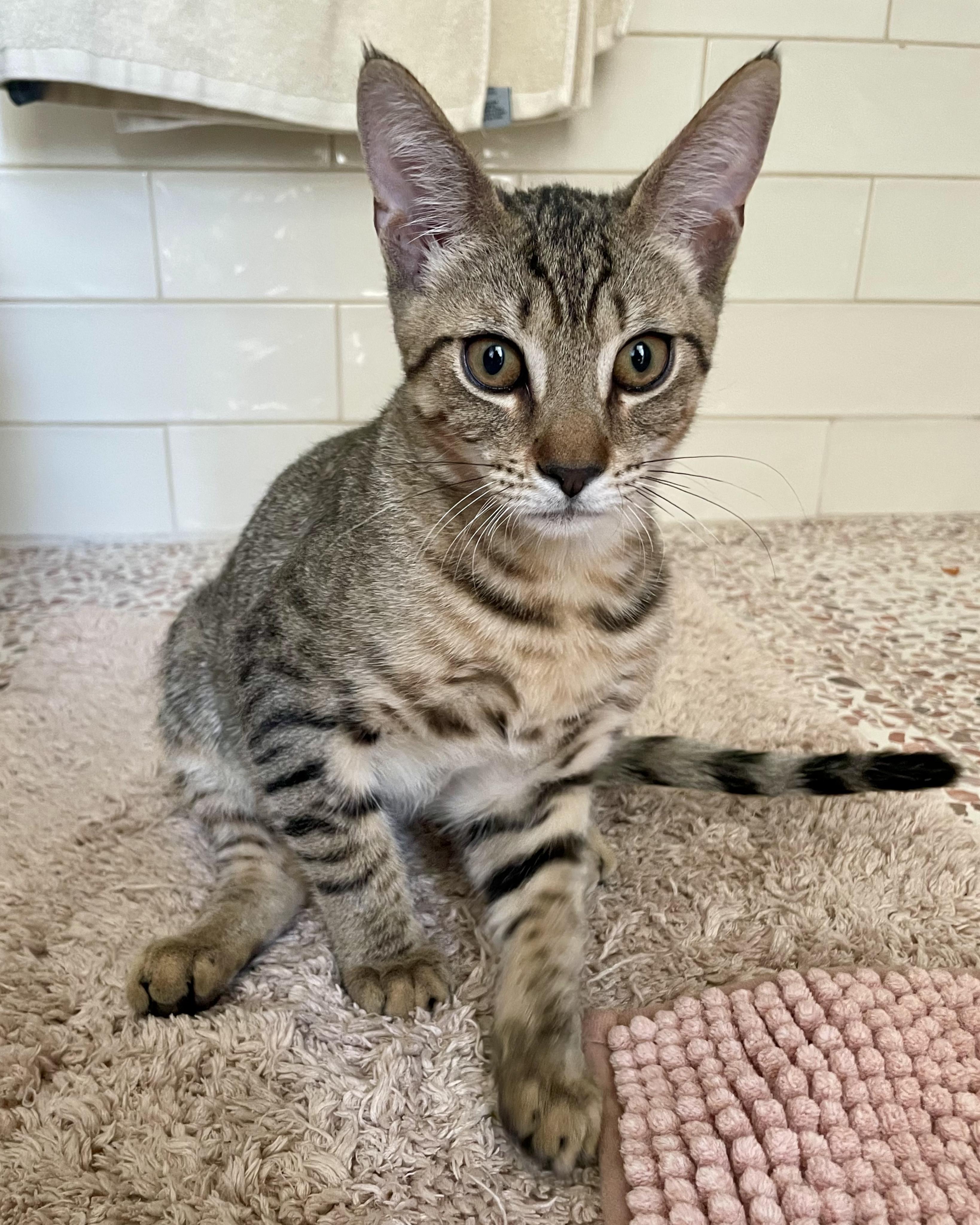 Enlarge Crow and Raven, a Adoptable Domestic Short Hair in Philadelphia, PA image 3/5