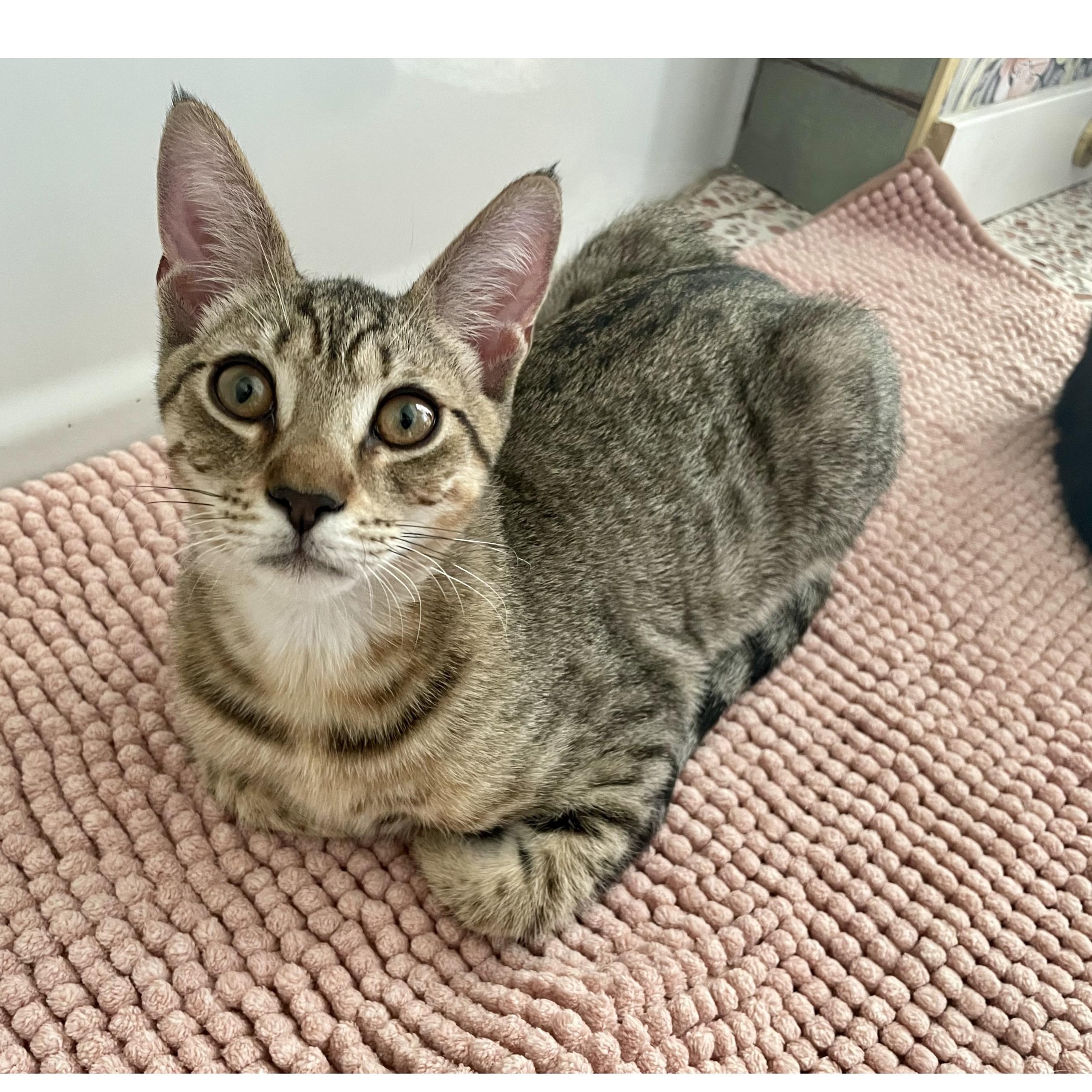 Crow and Raven, Adoptable, Young Male Domestic Short Hair.