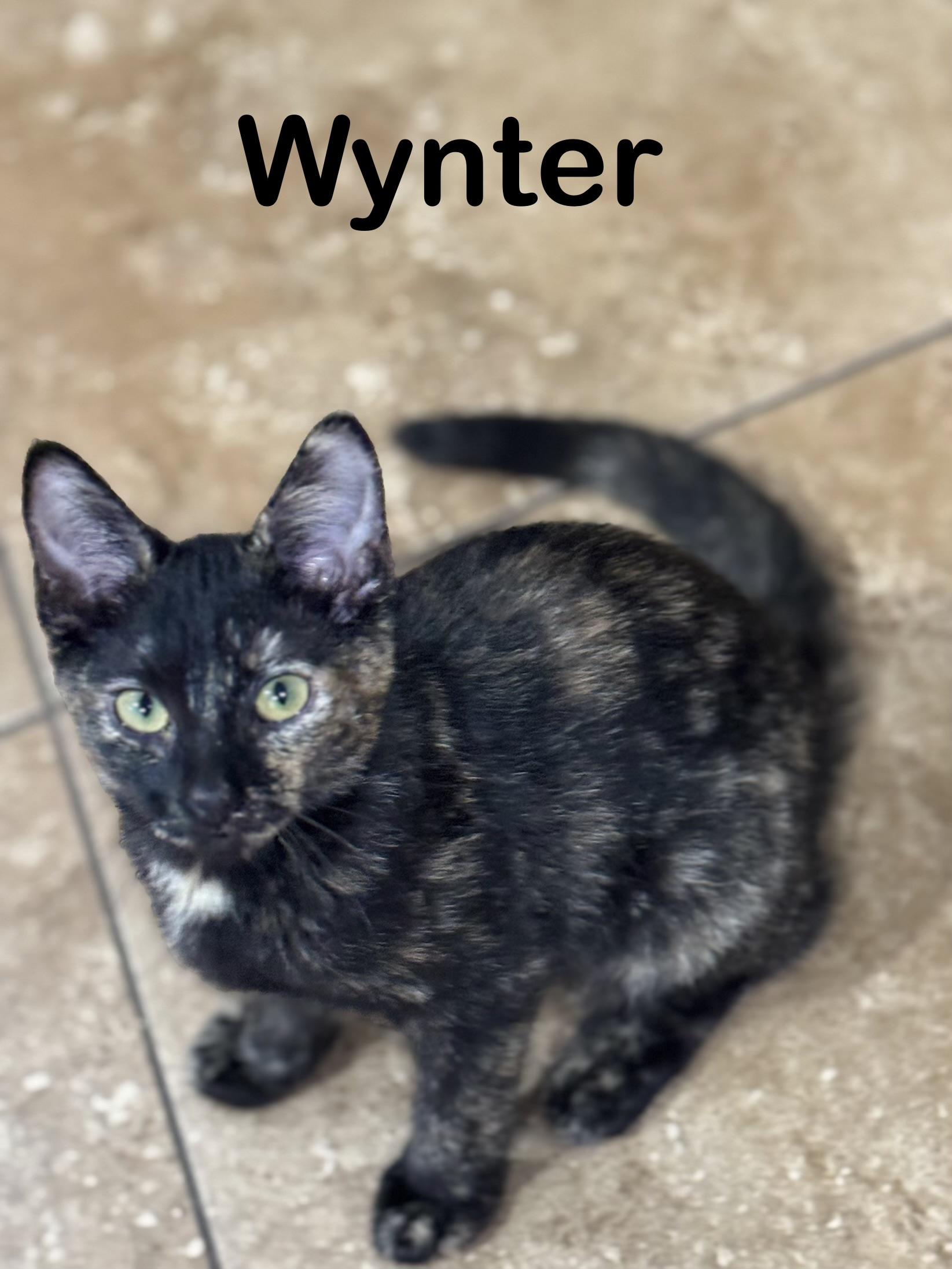 WYNTER, ADOPTABLE, Kitten Female Tortoiseshell.