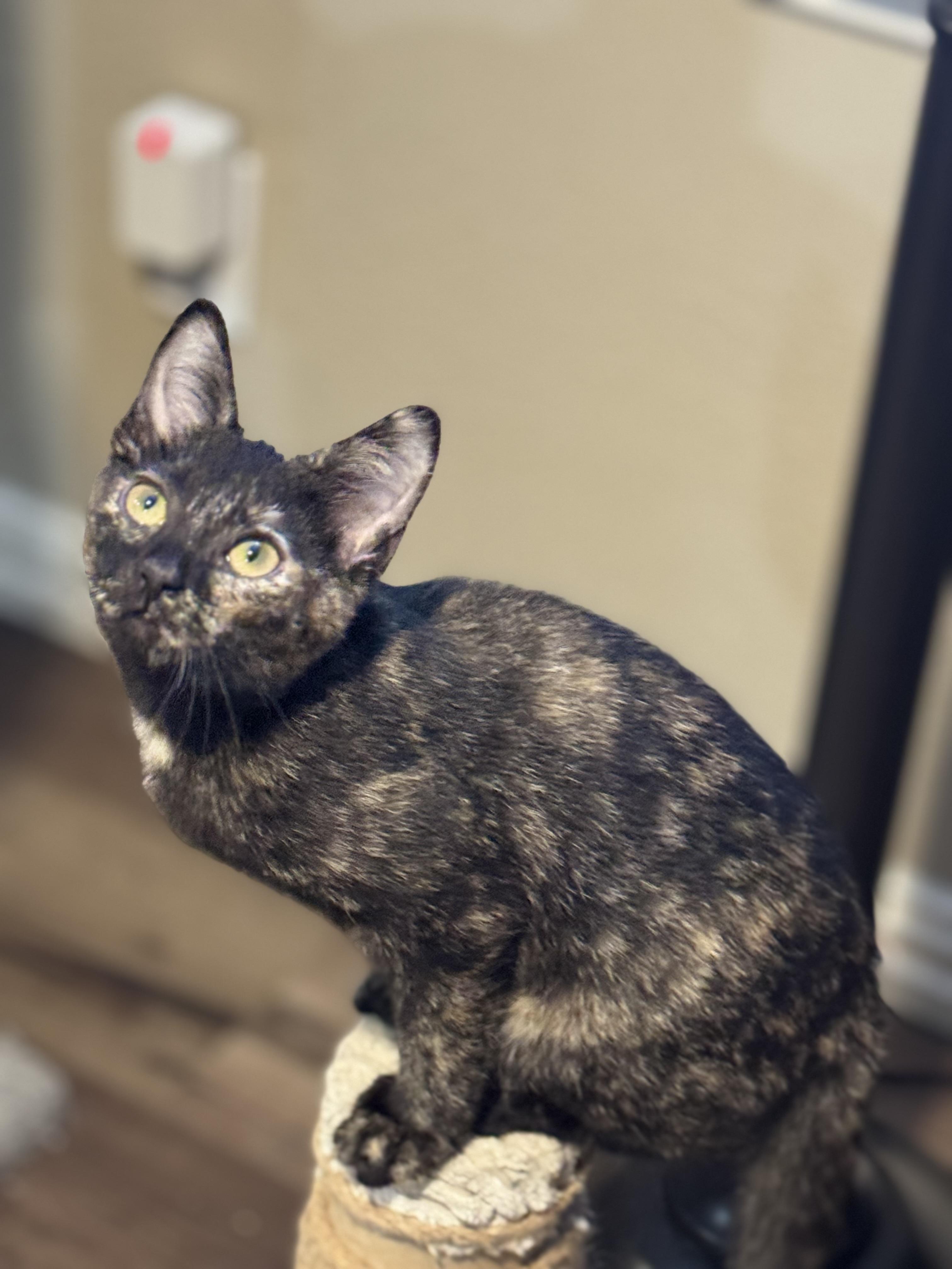 Enlarge WYNTER, a ADOPTABLE Tortoiseshell in Houston, TX image 3/6