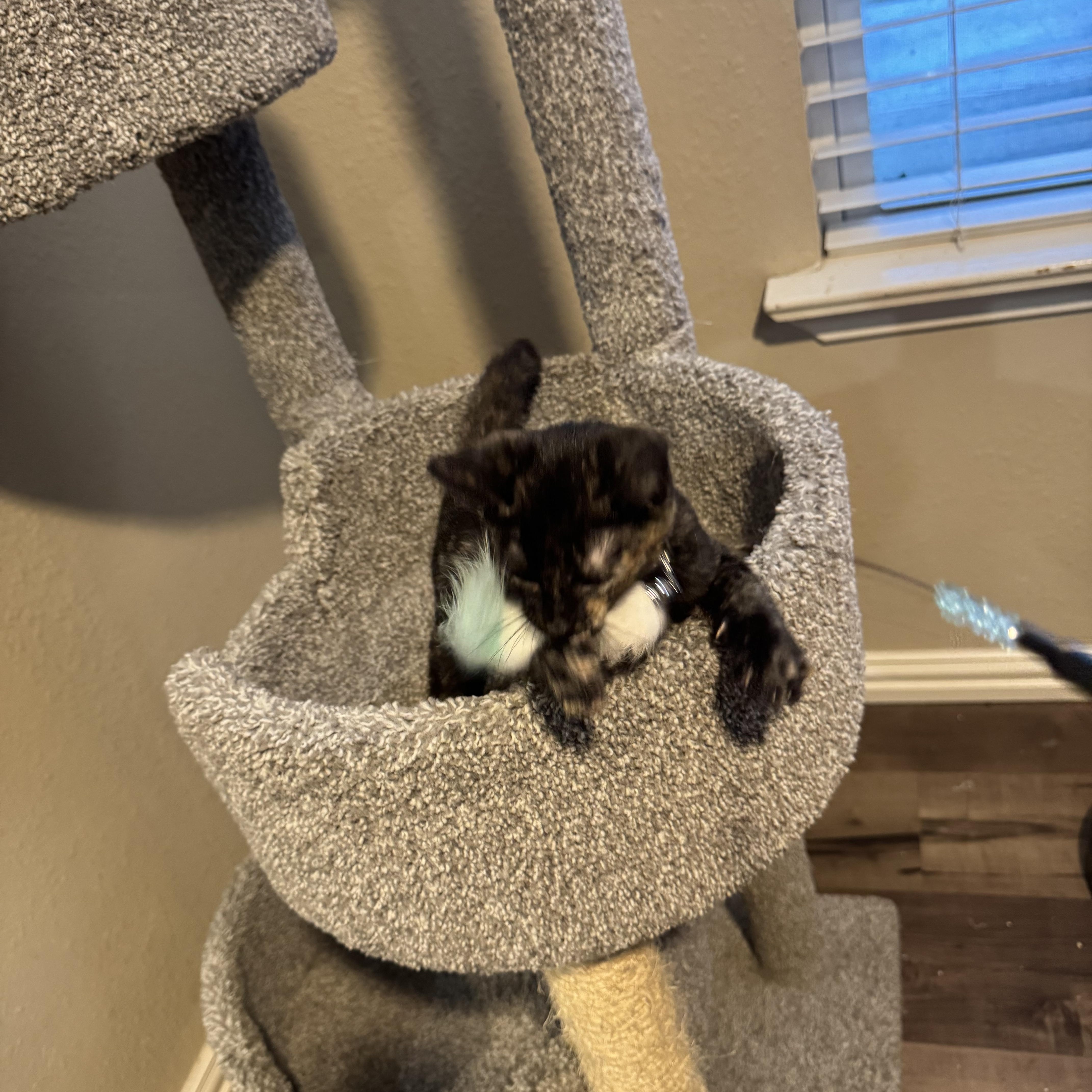 Enlarge WYNTER, a ADOPTABLE Tortoiseshell in Houston, TX image 6/6