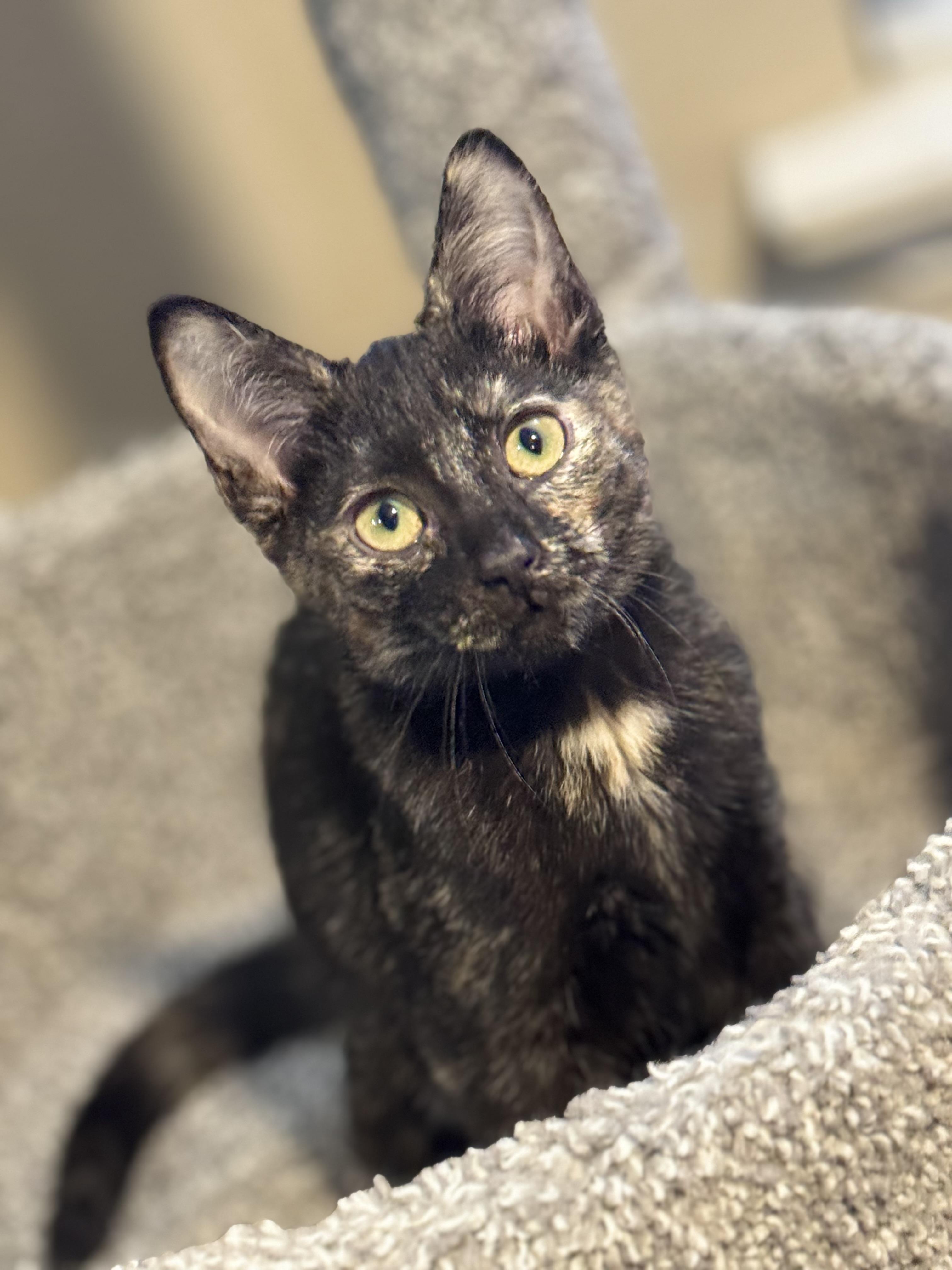 Enlarge WYNTER, a ADOPTABLE Tortoiseshell in Houston, TX image 5/6
