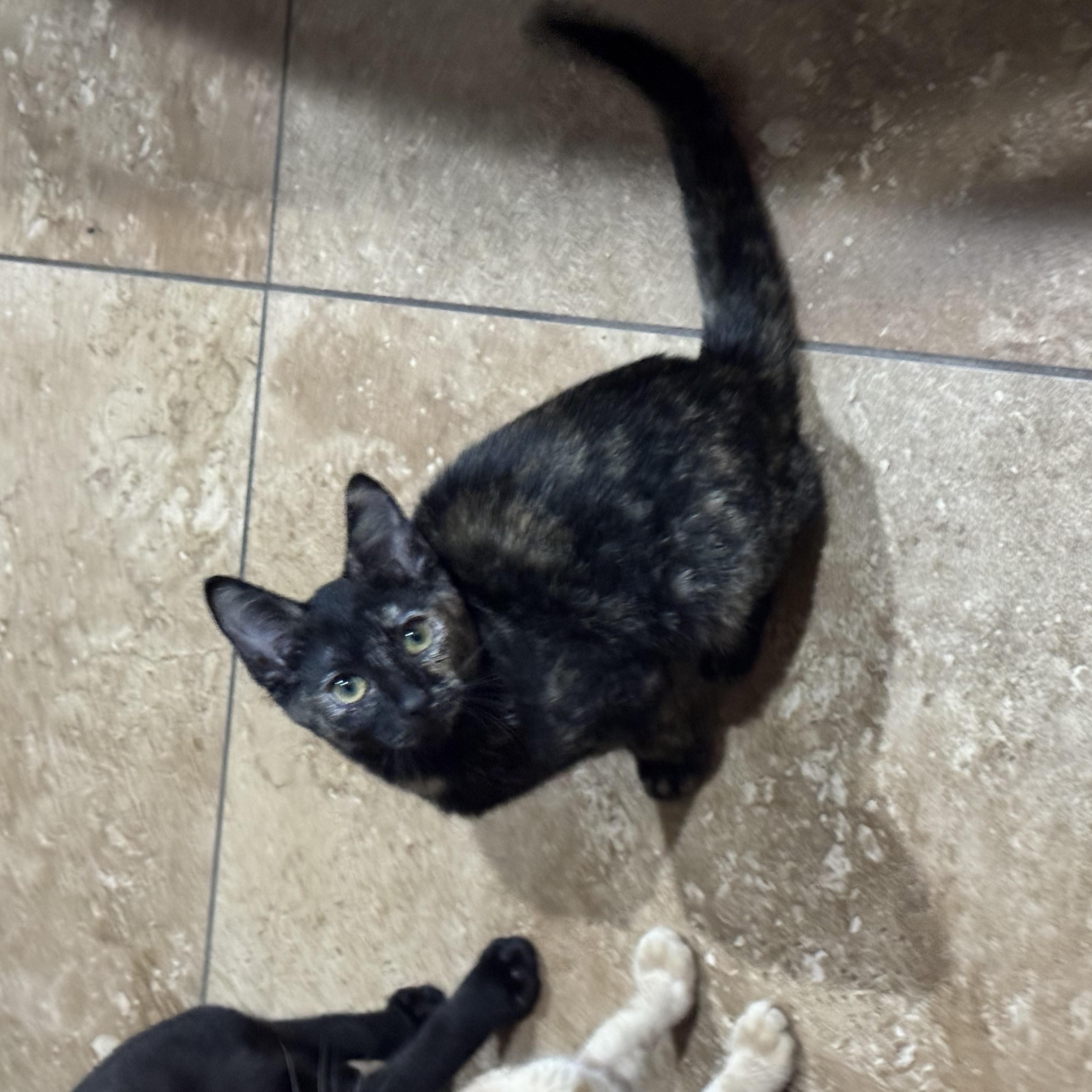 Enlarge WYNTER, a ADOPTABLE Tortoiseshell in Houston, TX image 4/6