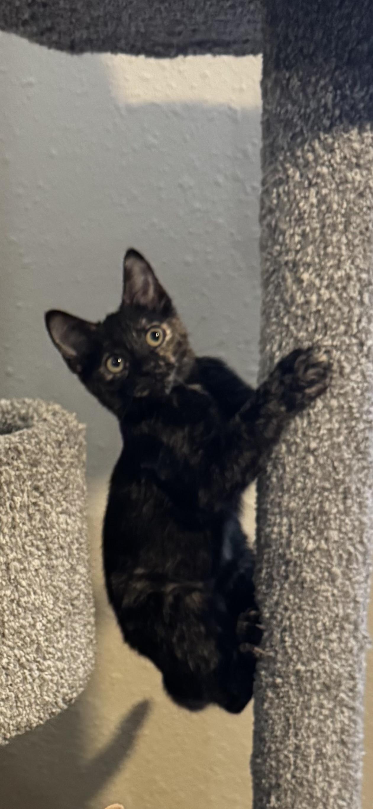 Enlarge WYNTER, a ADOPTABLE Tortoiseshell in Houston, TX image 2/6