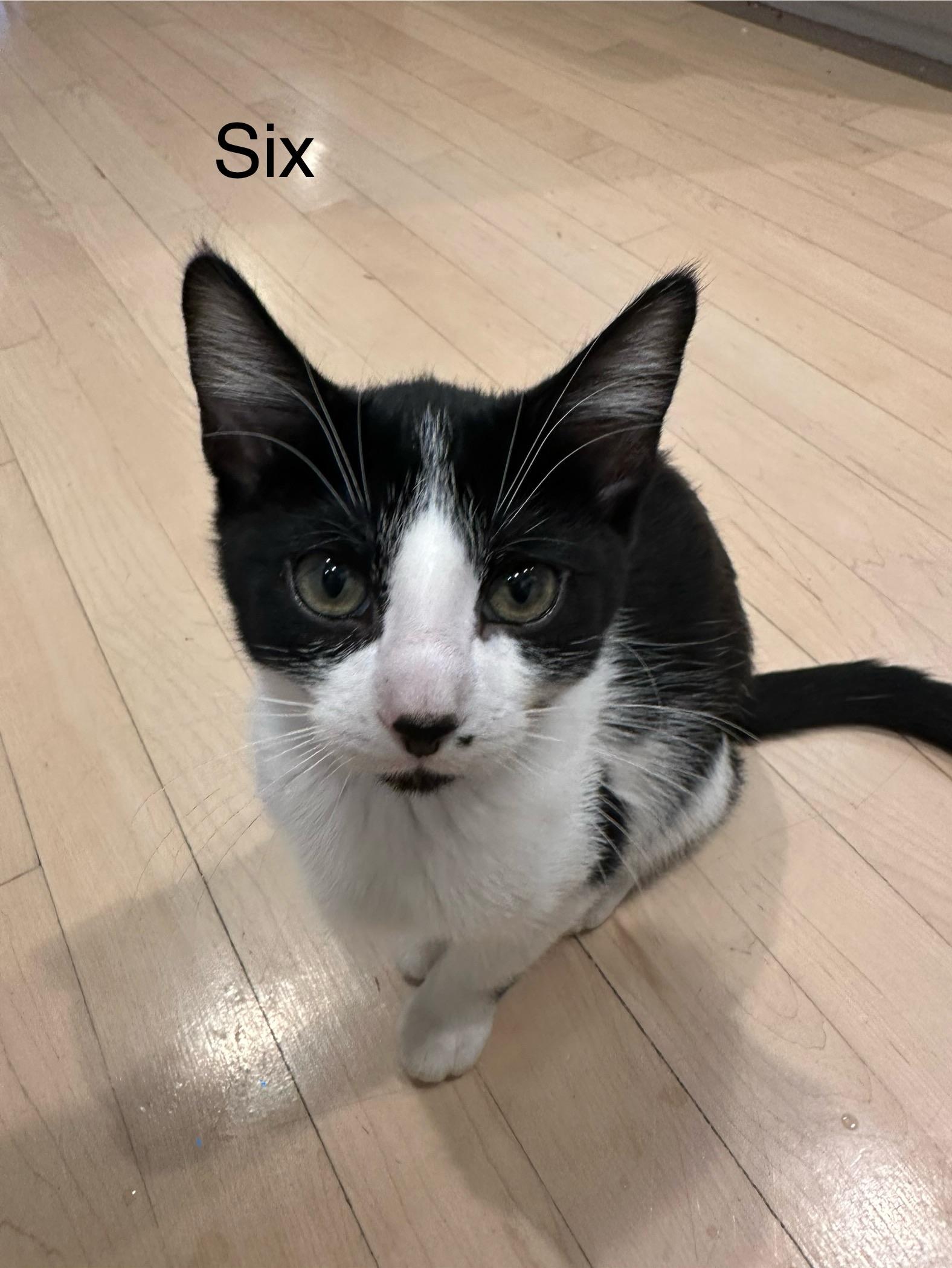 Six, Adoptable, Kitten Female Tuxedo.