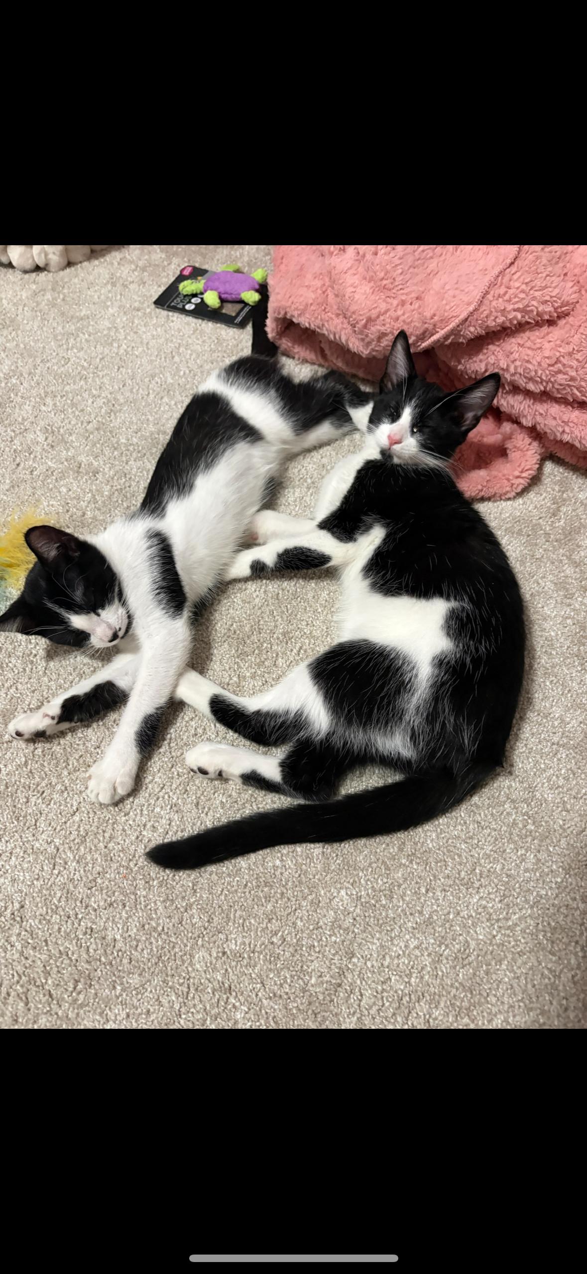 Enlarge Six, a Adoptable Tuxedo in Woodbury, MN image 3/5