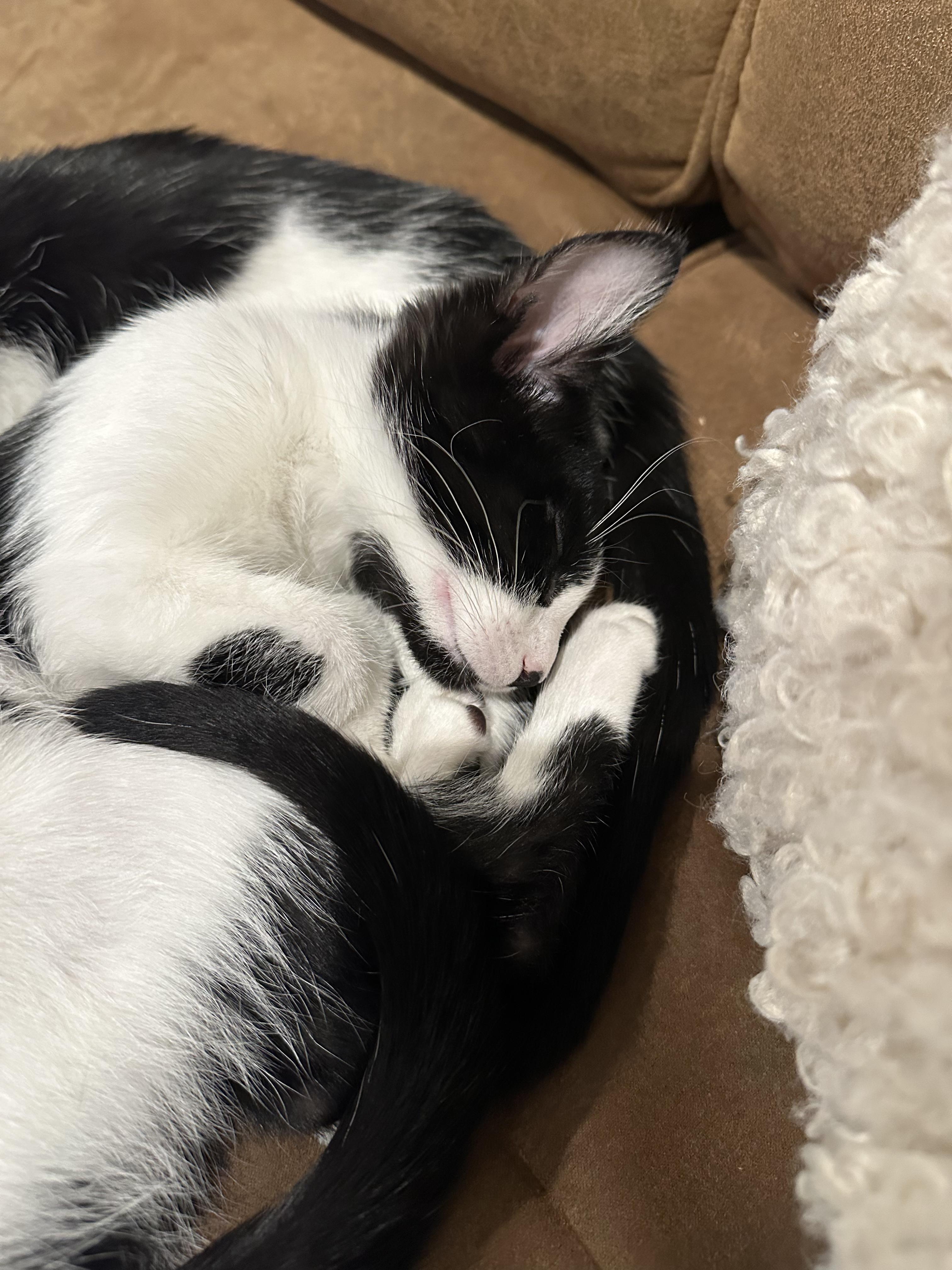 Enlarge Six, a Adoptable Tuxedo in Woodbury, MN image 4/5