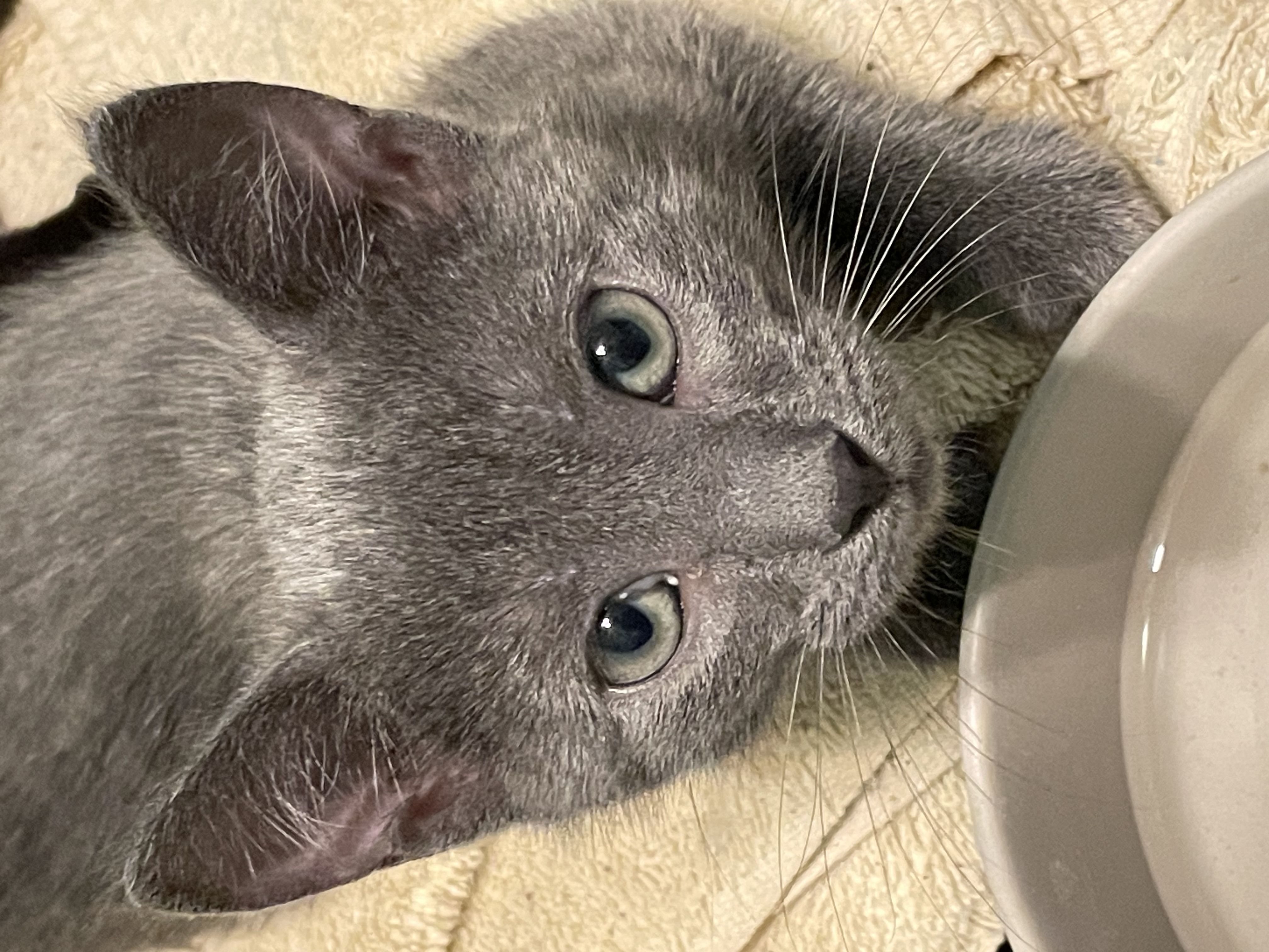 Cat for adoption Violet, a Russian Blue Mix in Portland, ME Petfinder