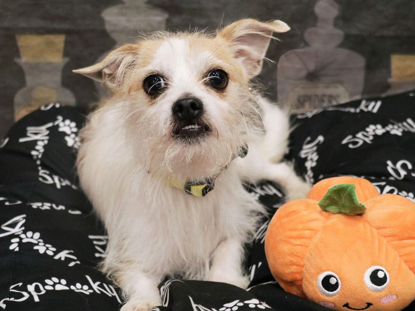 Benji, Adoptable, Young Male Terrier.