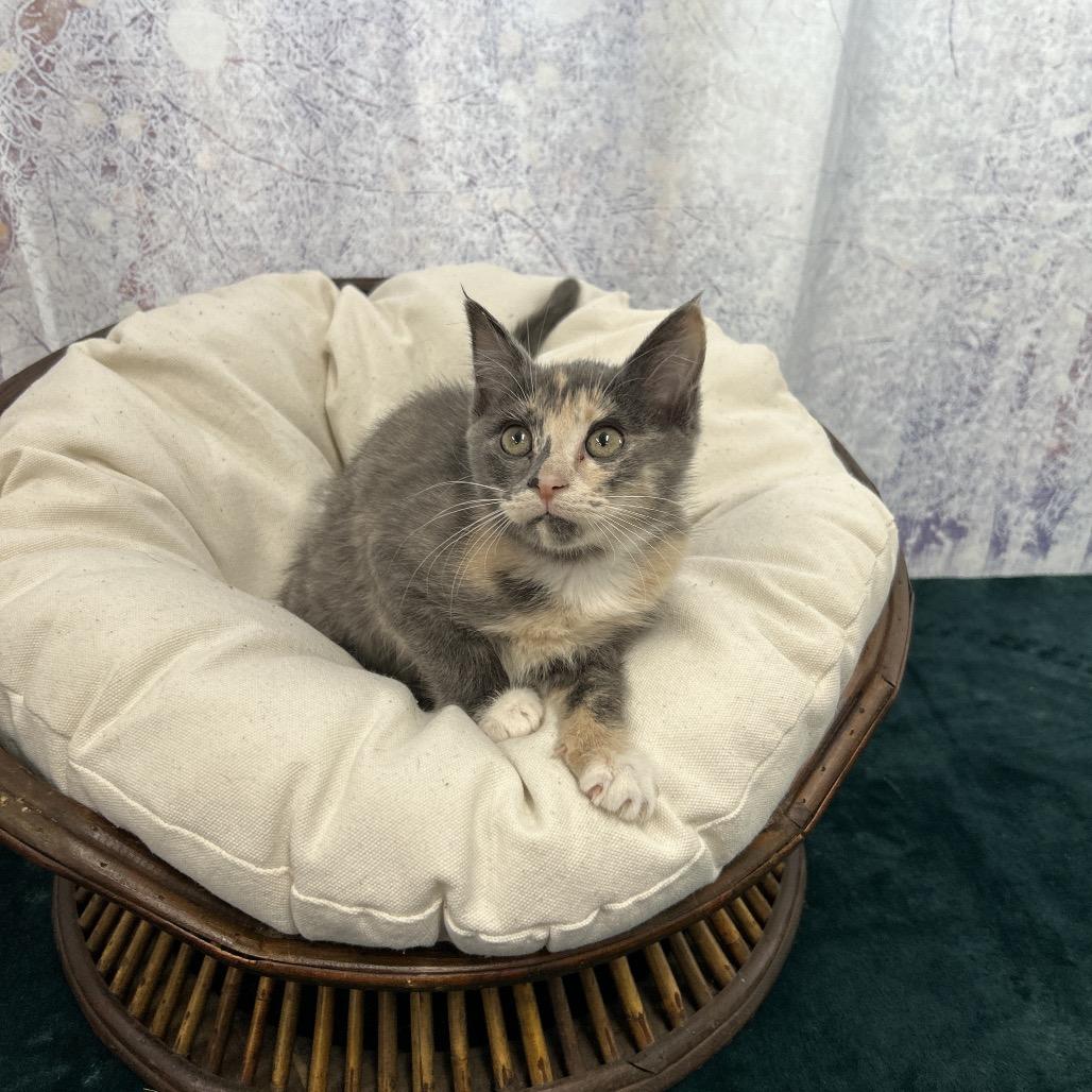 Enlarge Sprinkle, a Adoptable Domestic Short Hair in Walnut Cove, NC image 1/5