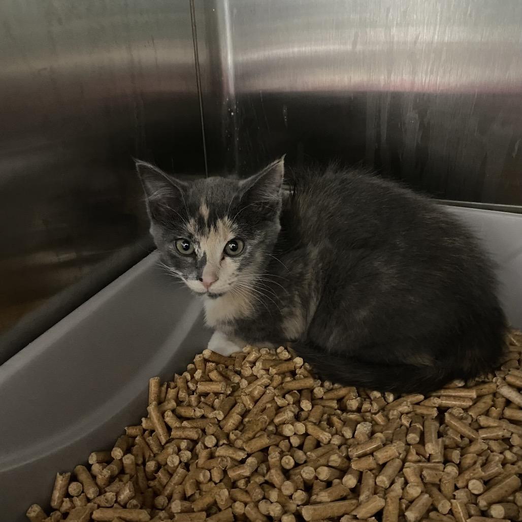 Enlarge Sprinkle, a Adoptable Domestic Short Hair in Walnut Cove, NC image 4/5