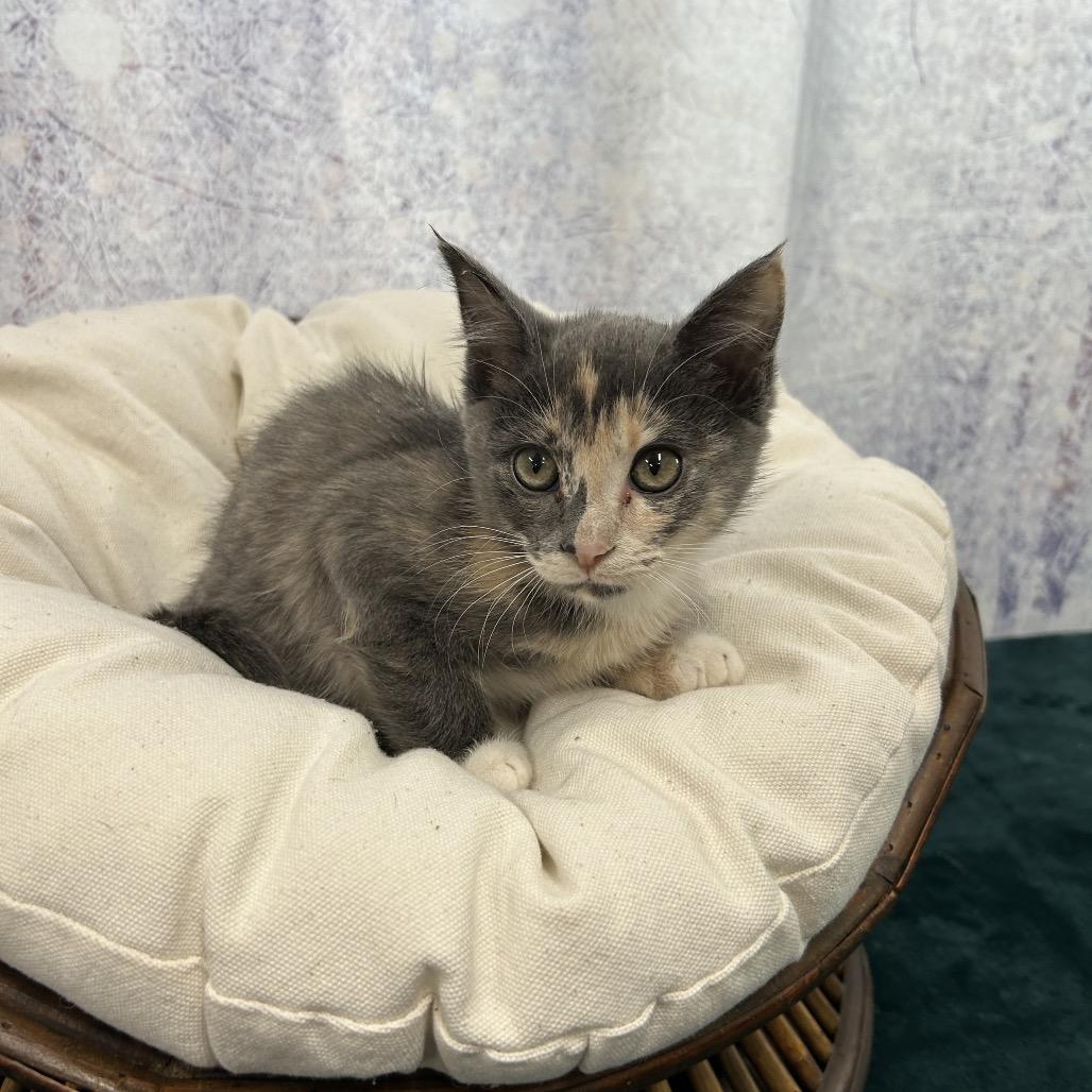 Enlarge Sprinkle, a Adoptable Domestic Short Hair in Walnut Cove, NC image 5/5