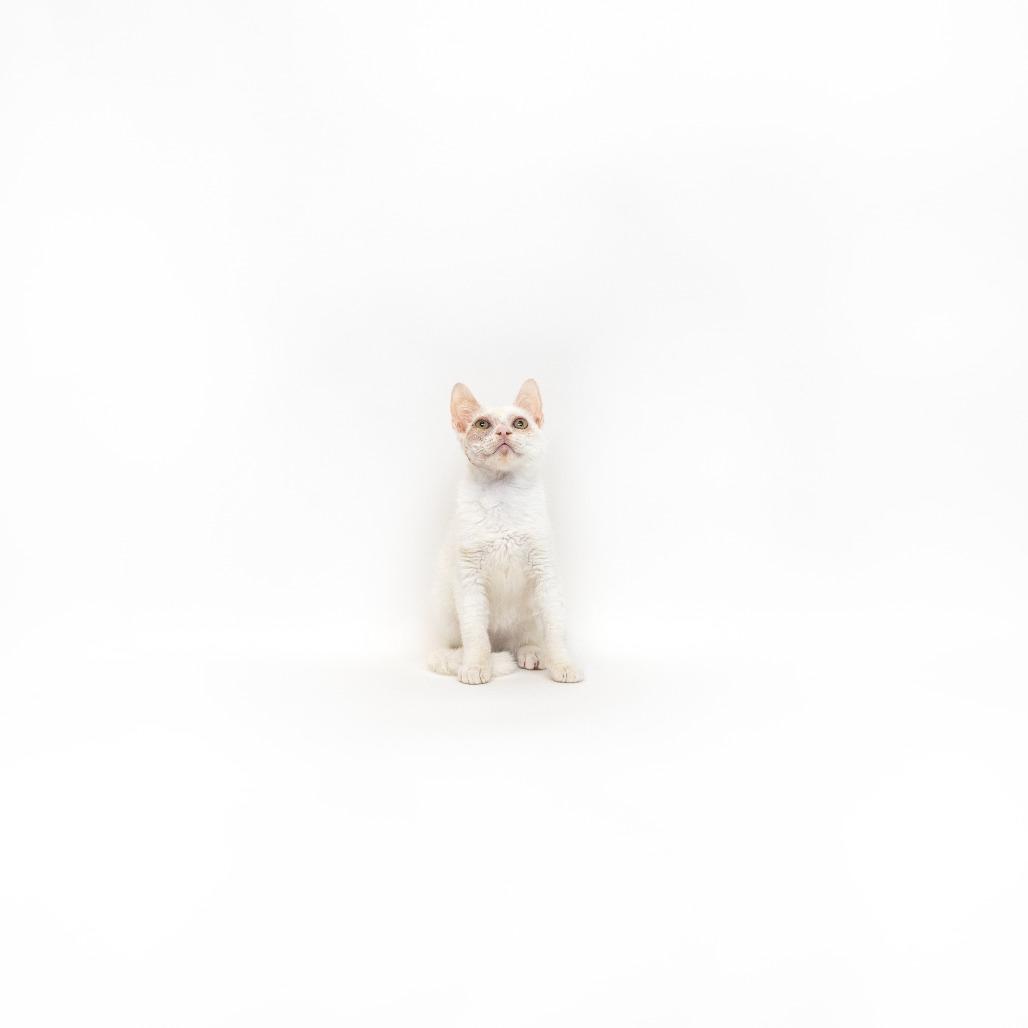 Enlarge Korin, a Adoptable Domestic Short Hair in Playa Vista, CA image 1/1