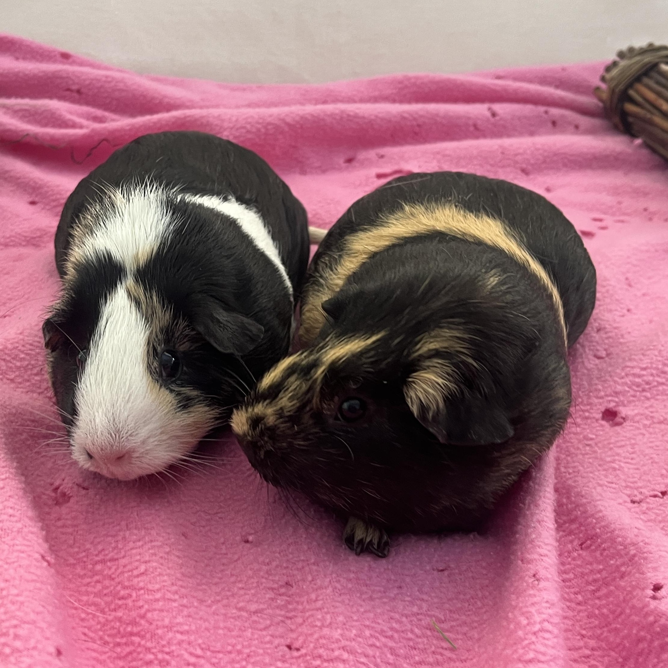 Peanut & Coco, an adoptable Guinea Pig in Oakland, CA image 3/5