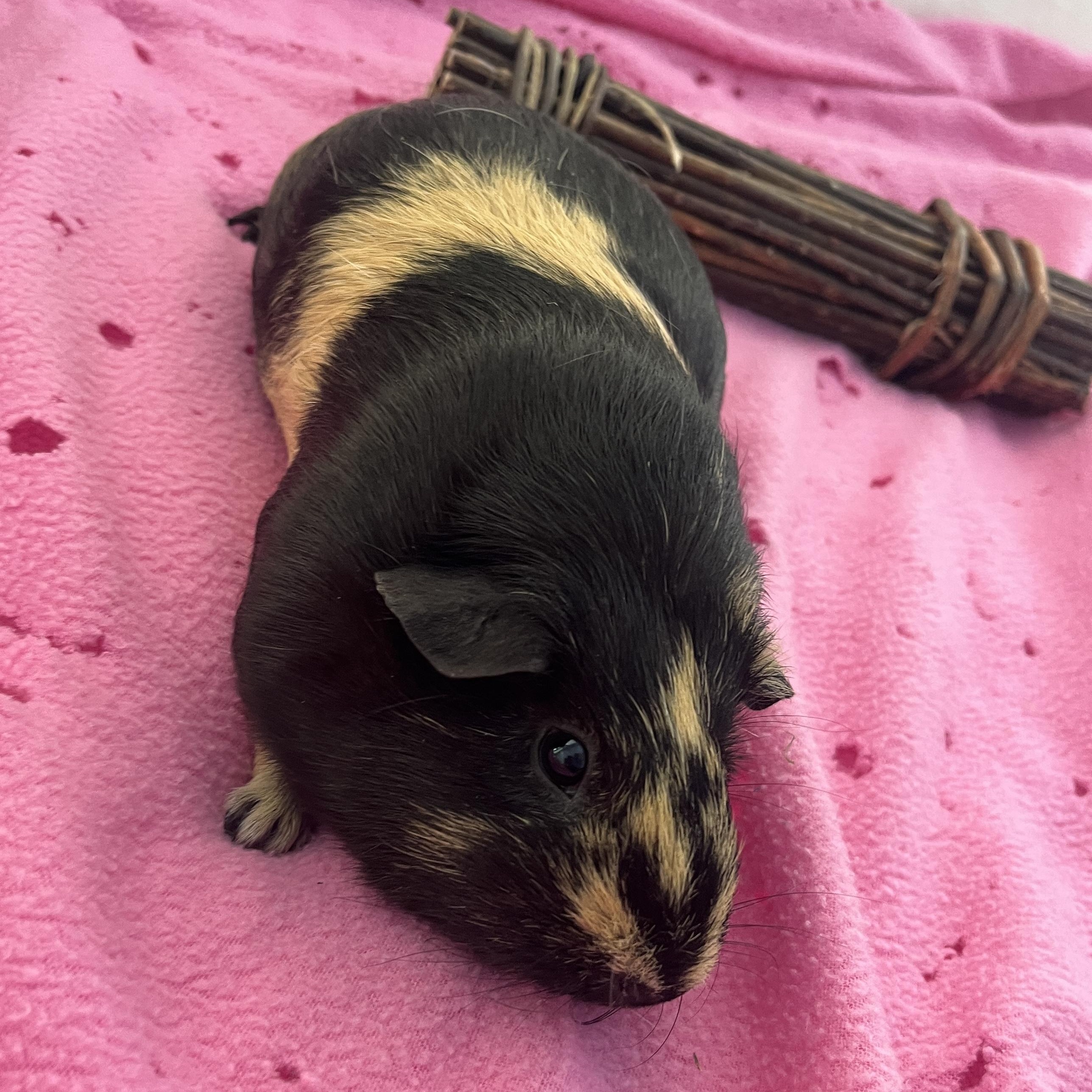 Peanut & Coco, an adoptable Guinea Pig in Oakland, CA image 5/5