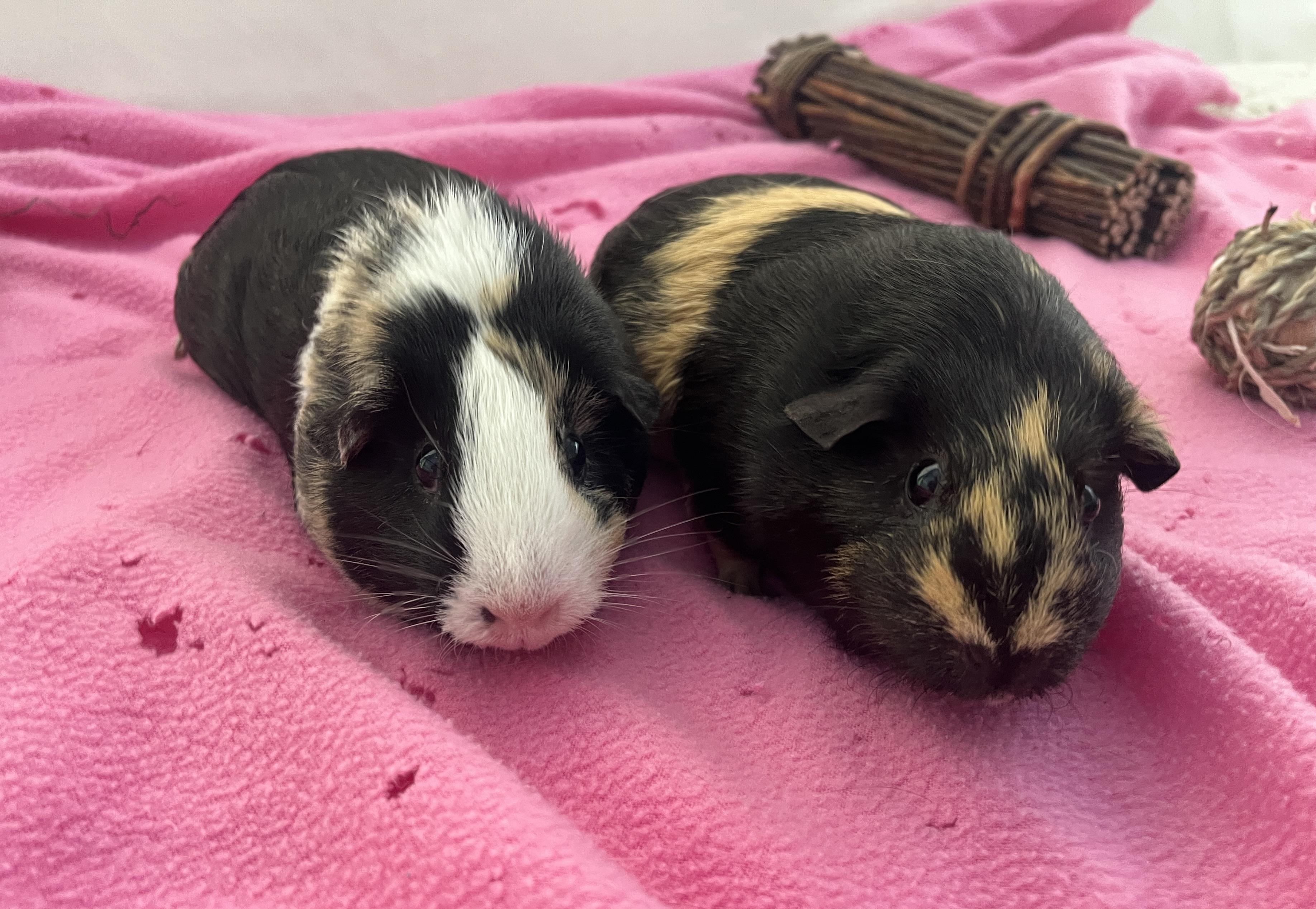 Peanut & Coco, an adoptable Guinea Pig in Oakland, CA image 1/5