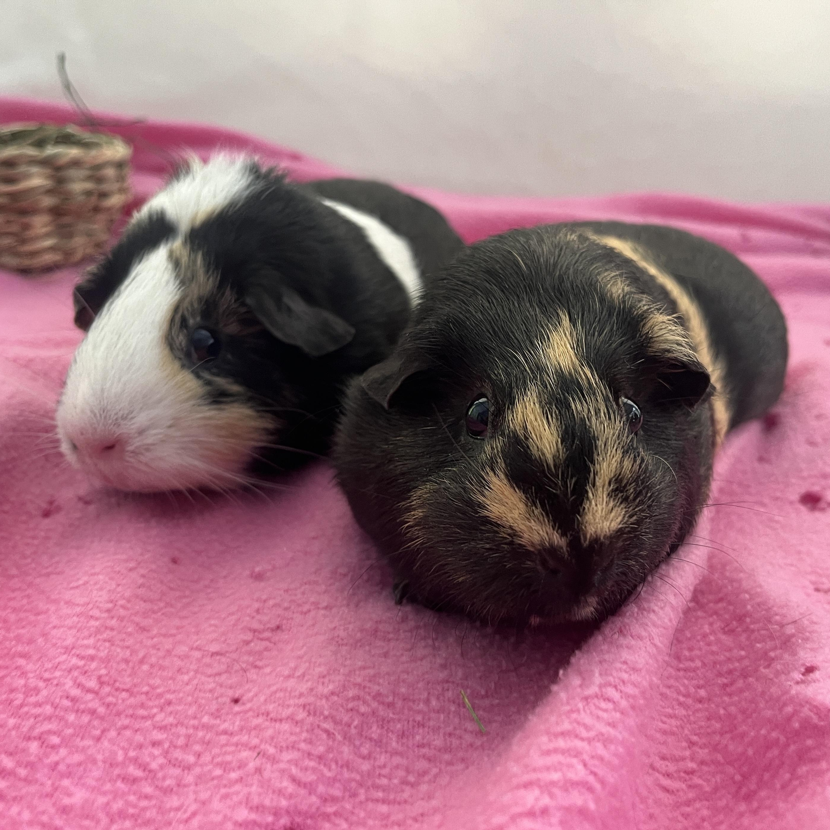 Peanut & Coco, an adoptable Guinea Pig in Oakland, CA image 2/5