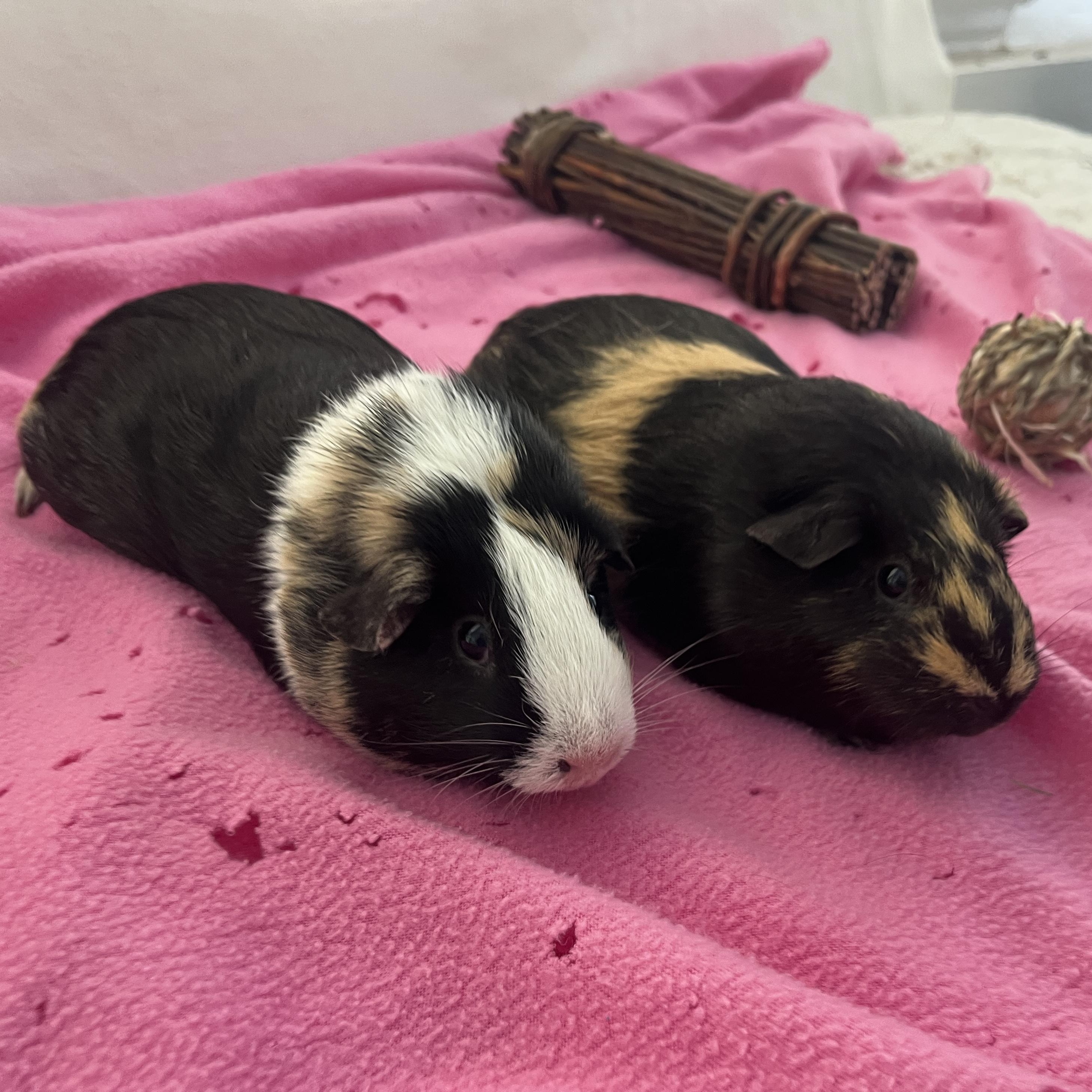 Peanut & Coco, an adoptable Guinea Pig in Oakland, CA image 4/5