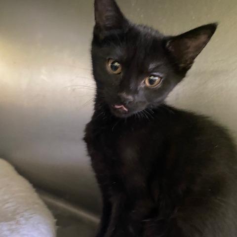 Great White, Adoptable, Kitten Female Domestic Short Hair.
